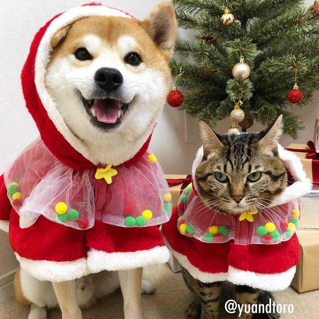 ゆうとろ（柴犬ゆうと猫のとろ）さんのインスタグラム写真 - (ゆうとろ（柴犬ゆうと猫のとろ）Instagram)「. Welcome Dec🎄 Yu🐶Toro🐱 . #今日から12月 #今年も残りわずか #今月もよろしくね #ゆうとろコスプレ」12月1日 19時57分 - yuandtoro