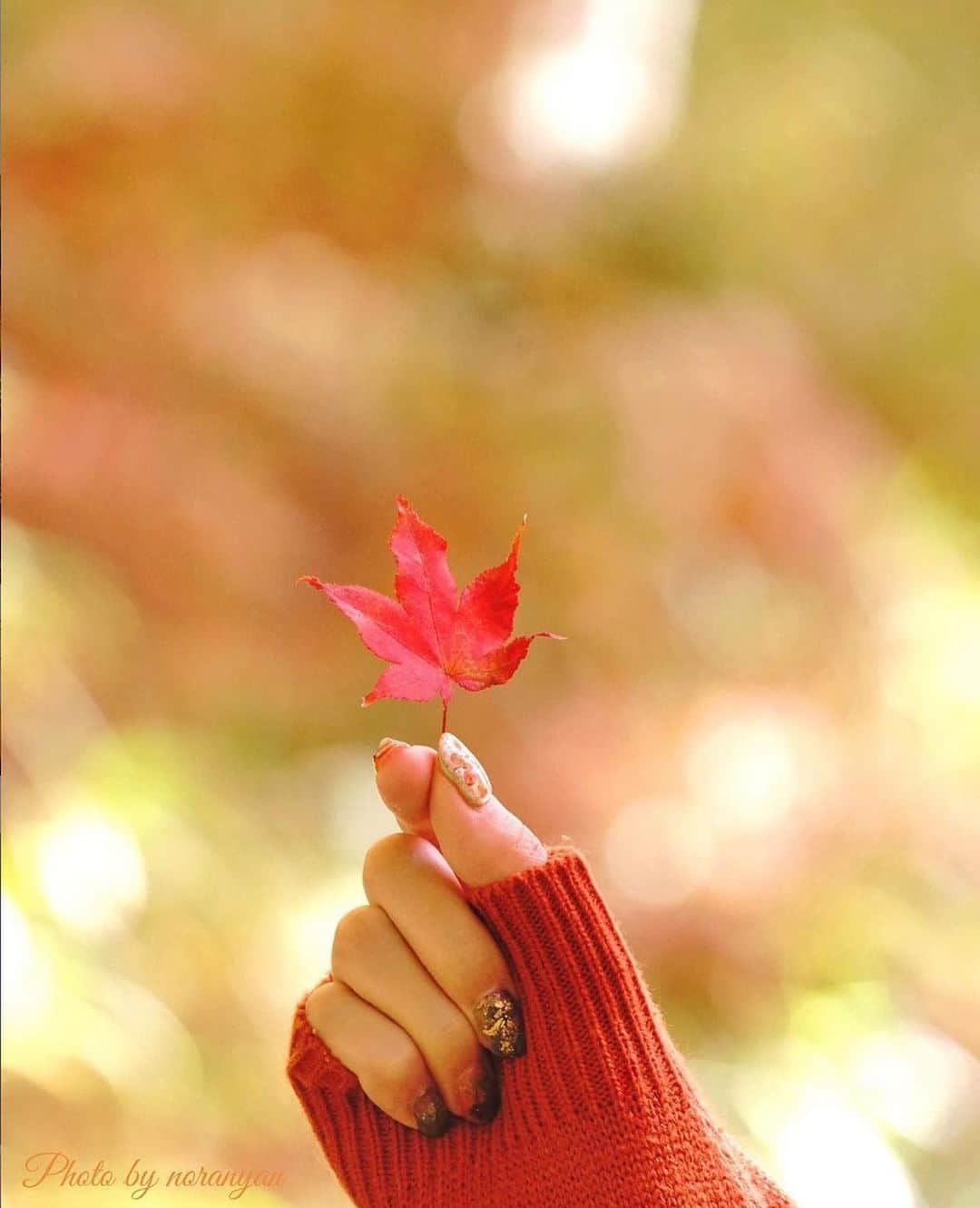 スマホの写真が売れちゃうアプリ「スナップマート」さんのインスタグラム写真 - (スマホの写真が売れちゃうアプリ「スナップマート」Instagram)「#Snapmart で見つけた素敵なお写真の紹介です📸﻿ ﻿ 🏞今日ご紹介するのは @noraneko923さん。﻿ ﻿ 赤いもみじと、天然の秋の色合いの水彩画のような背景がとても印象的な１枚。﻿ シンプルだけどすごく目をひく素敵な作品ですね！﻿ ﻿ ご本人からのコメントはこちら↓﻿ ・・・・・・・﻿ ﻿ 紅葉狩りに行った時に、娘に協力してもらい撮影しました。﻿ ﻿ こういう構図の写真を撮りたいと思って出かけたので、洋服の色も紅葉に合うようにと考えて娘とセレクト。﻿ ﻿ 背景は、紅葉の赤を引き立たせてくれる色の場所を探して撮影しました。﻿ ﻿ 木々の隙間からの光の差し込みが、カメラを通すと玉ボケになる。自分のカメラで、初めてそれをファインダー越しにみた時の感動が今も忘れられません。﻿ そして、今でもトキメキます♡﻿ ﻿ 使用カメラ﻿ SONY α7R II﻿ 必要な時以外は多くの場合、F値が自分で決められるAモードで撮影しています。﻿ ﻿ ﻿ ・・・・・・・﻿ ﻿ 素敵なお写真、ありがとうございました！﻿ ﻿ #Snapmart のタグをつけてフィード投稿していただくと、公式でピックアップさせていただくかも！﻿ ぜひタグをつけて投稿してくださいね♪﻿ お待ちしています！﻿ ﻿ ﻿ ﻿ #snapmart #スナップマート #カスタマイズエブリデイ #テーブルフォト  #stayhome #写真好きな人と繋がりたい #写真で伝えたい私の世界 #写真を撮るのが好き #フォトグラファー #一眼レフが好き #ミラーレスが好き #ミラーレスのある生活 #一眼レフのある生活 #フォトグラファー #置き画くら部 #置き画 #ブツ撮り #物撮り #商品撮影 #インスタ映え #もみじ #紅葉」12月1日 20時04分 - snapmart.jp