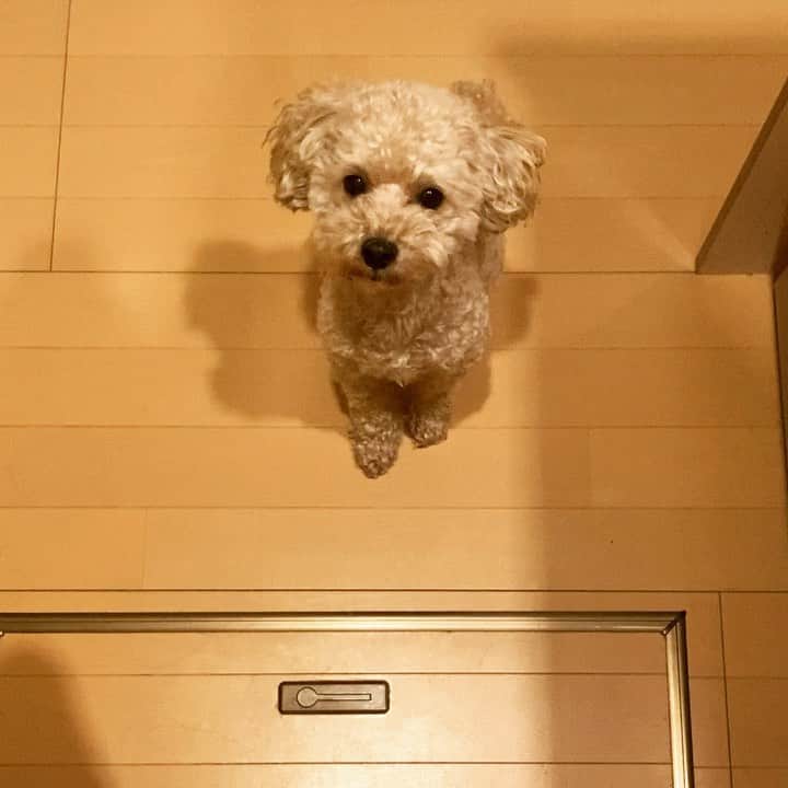 チャチャ丸のインスタグラム