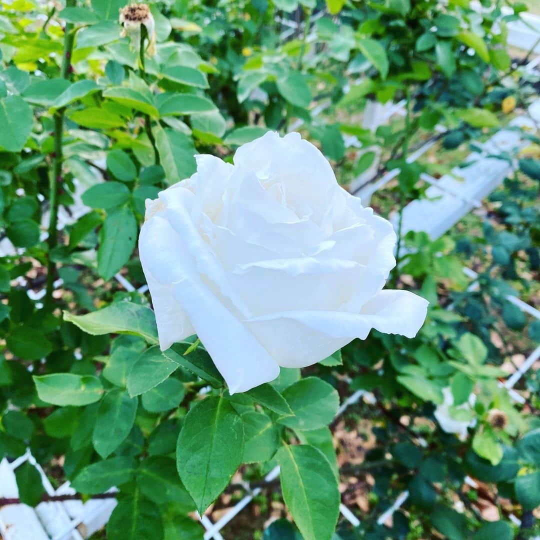 市川海老蔵 （11代目）さんのインスタグラム写真 - (市川海老蔵 （11代目）Instagram)「Came across during my morning jog  The white rose was a beauty... * 朝ランニングの時に  白いバラ綺麗でした。。」12月1日 20時11分 - ebizoichikawa.ebizoichikawa
