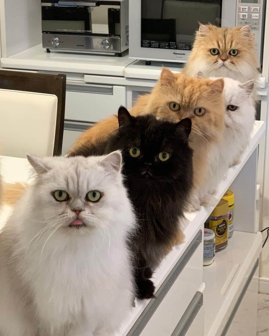 12 Chinchilla Persianのインスタグラム：「My beautiful boys 😘 ( re-posted it coz i forgot to put shou’s nme 😆 he might get mad and run crazy in the middle of the night for revenge 😅😅😅  #cat #catsofinstagram #weeklyfluff #persian #cute #kawaii #9gag #coicommunity」