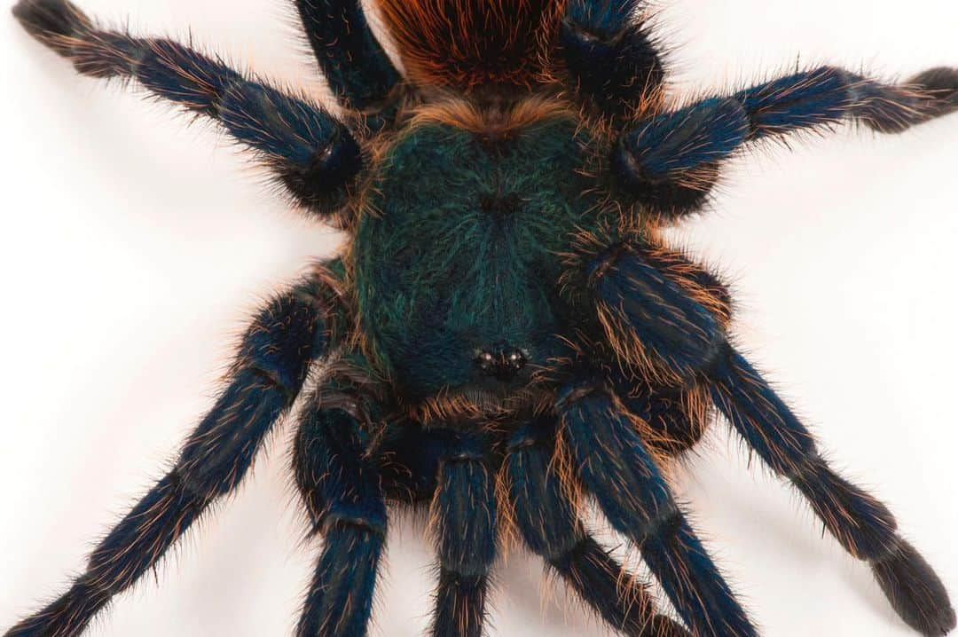 Joel Sartoreさんのインスタグラム写真 - (Joel SartoreInstagram)「The metallic blue legs and bright orange abdomen of the greenbottle blue tarantula make this species hard to overlook. As an inhabitant of the deserts of northern Venezuela, this arachnid has had to become quite tough in order to survive in what can be described as a very harsh and dry climate. To protect its home from weather events, this tarantula will build webbing around the entrance to its burrow, which also aids the spider in catching nearby prey. Photo taken @lincolnchildrenszoo. #spider #tarantula #arachnid #greenbottle #blue #bright #vibrant #hardy #tough #PhotoArk #savetogether」12月1日 20時29分 - joelsartore