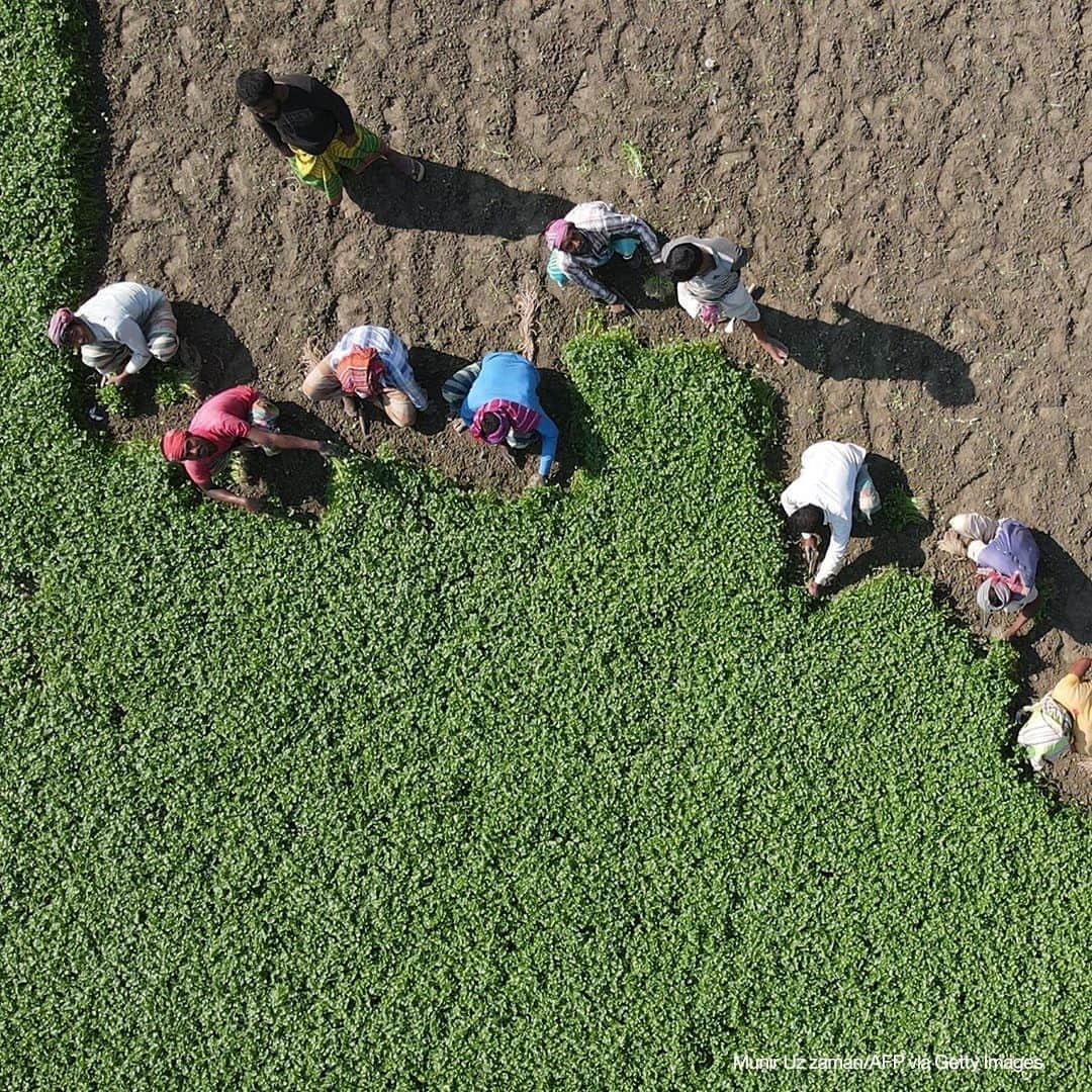 ABC Newsさんのインスタグラム写真 - (ABC NewsInstagram)「An aerial view shows agricultural labourers working field on the outskirts of Dhaka, Bangladesh, November 30, 2020. #bangladesh #agriculture」12月1日 20時30分 - abcnews