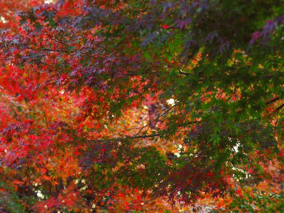 小林海青のインスタグラム：「カラフルな秋もあったよ🍁 #海青カメラ  #紅葉を見に行こうよう  #密は避けようね」