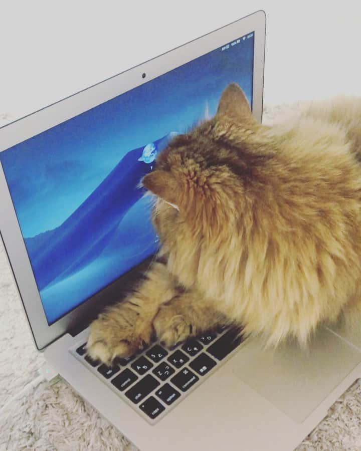 のインスタグラム：「. パスワードを打ち込みまくる君🦁  というか、 絶対ここで爪研ぎしてたな😱  #あかーん#ヒヤヒヤ#でも可愛いから許す#笑#ねこ部#チンチラゴールデン#ぴいな#catstagram#catlove」