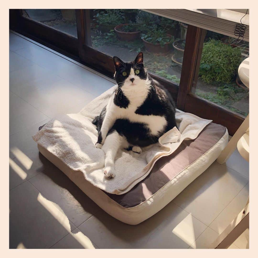 パンといっぴきのインスタグラム：「#元保護猫 #ハチワレ #白黒猫 #blackandwhitecat #tuxedocat」