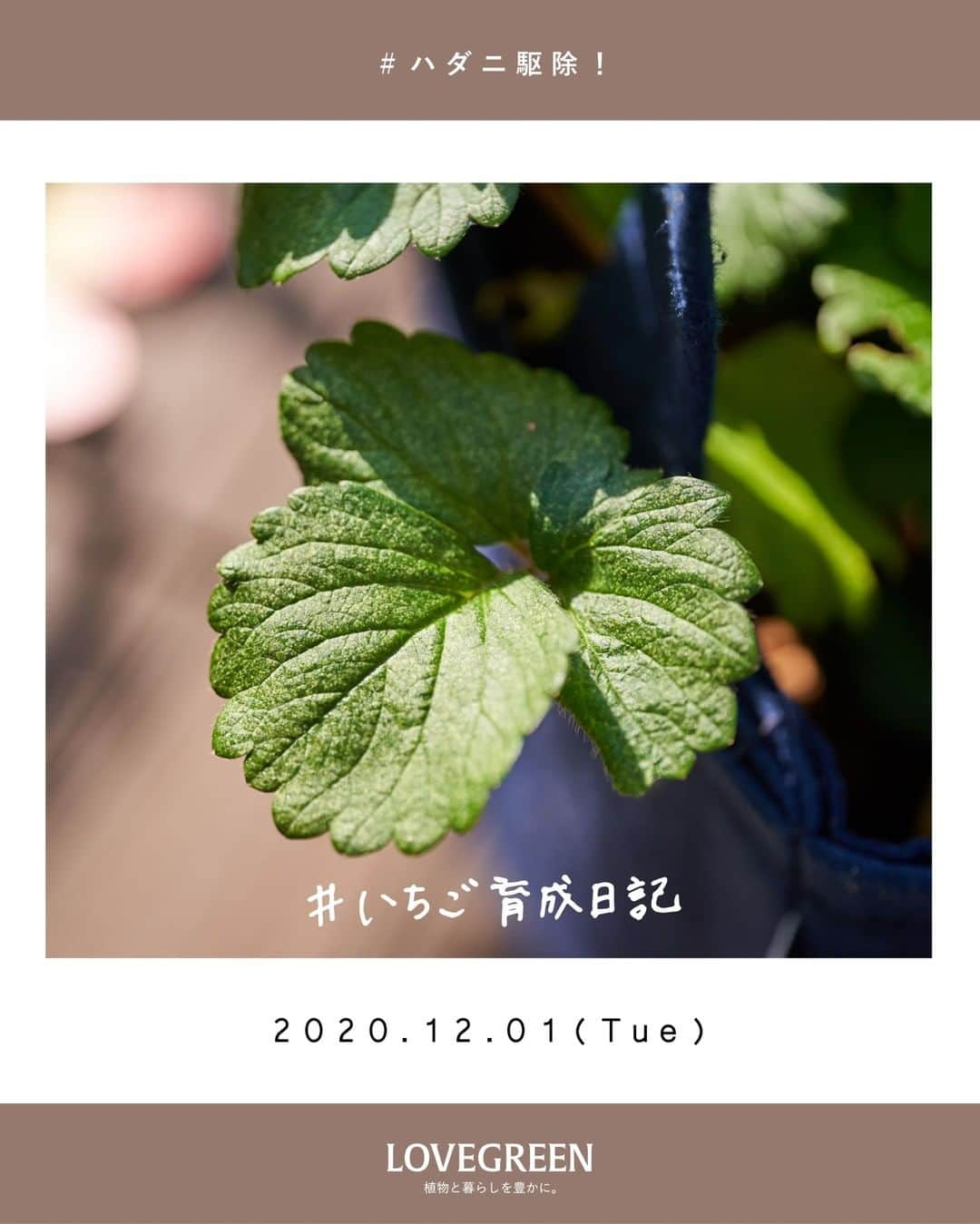 LOVEGREEN -植物と暮らしを豊かに。さんのインスタグラム写真 - (LOVEGREEN -植物と暮らしを豊かに。Instagram)「［編集部と育てるイチゴ🍓］ . ～ハダニ駆除編～  赤いお花は「ローズベリー」 白いお花は「ドルチェベリー」 ドリーミーで可愛らしいネーミングの「サントリーフラワーズ本気野菜」のイチゴ苗。 . 10月にLOVEGREEN STOREにて期間限定で販売し、販売期間を1週間延長するほどの人気ぶりでした！ . ご購入して下さった方を始め、機会があったら育ててみたい！とお考えの方にも、楽しんでいただけるよう、 編集部では定期的に「 #いちご育成日記」をお届けしていきます。 . 現在編集部では2種類のイチゴ苗をそれぞれ2つずつ育てています◎ ある朝、いつものようにいちご苗の水やり＆観察タイム。 . まだ実がなっていない苗の、葉をよく見たときあることに気が付きました。 葉の色や表面の質感がザラついてなんだが違う… 裏返すとツブツブした虫がまばらに確認できました。 . これはハダニです。 ハダニは、0.3mm～0.5mmの小さな虫。 植物の葉から栄養を吸って弱らせてしまいます。ハダニの被害に遭うと、葉緑素が抜け色状態になります。  対処法としては、ハダニは水に弱く、流されやすいので勢いよく水をかけるだけでもある程度駆除することができます。 今回はなるべく薬剤を使うことを避けたいという思いもあり、その方法でハダニを駆除しました。  葉に卵などがついている場合があるので、数日は葉裏に水をかけて流すとよいです。  ハダニを駆除したものの、ちょっぴり落ち込む編集部員…。 でもめげずに育てていきます…！ . 皆さんのご自宅で育てている本気野菜のイチゴの様子などを、ぜひインスタグラムに投稿してみてくださいね！一人で育てると不安でも、みんなで一緒に育てれば怖くない！秋のイチゴ栽培を、みんなで楽しみましょう！  「#本気野菜イチゴ」のハッシュタグをつけていただければ、編集部も見に行きますよ～💪 . 次回の育成日記もお楽しみに🍓 また、今回お伝えした「ハダニ」。観葉植物などにつくこともあるので厄介です。原因や対処方法などの詳細はLOVEGREENでご紹介中。ハダニでお悩みの方はぜひ！ . . #イチゴ #本気野菜イチゴ #おうち菜園 #ベランダ #ベランダ菜園 #ガーデニング #ベランダガーデニング #おうち時間 #おうちイチゴ狩り #pr #庭 #庭のある暮らし #プランター菜園 #賃貸ベランダ #ナチュラルインテリア #賃貸インテリア #植物のある暮らし #シンプルな暮らし #シンプルライフ #暮らしを楽しむ #日々の暮らし #ベランダ栽培 #プランター栽培初心者 #プランター栽培 #ハダニ #栽培 #いちご」12月1日 21時00分 - lovegreen_official