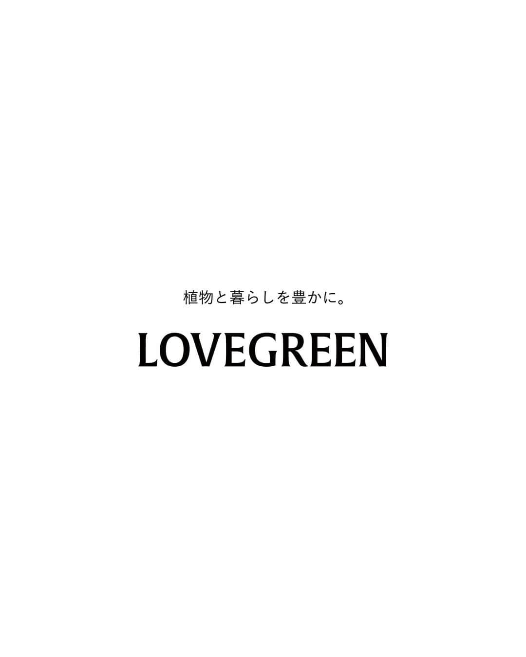 LOVEGREEN -植物と暮らしを豊かに。さんのインスタグラム写真 - (LOVEGREEN -植物と暮らしを豊かに。Instagram)「［編集部と育てるイチゴ🍓］ . ～ハダニ駆除編～  赤いお花は「ローズベリー」 白いお花は「ドルチェベリー」 ドリーミーで可愛らしいネーミングの「サントリーフラワーズ本気野菜」のイチゴ苗。 . 10月にLOVEGREEN STOREにて期間限定で販売し、販売期間を1週間延長するほどの人気ぶりでした！ . ご購入して下さった方を始め、機会があったら育ててみたい！とお考えの方にも、楽しんでいただけるよう、 編集部では定期的に「 #いちご育成日記」をお届けしていきます。 . 現在編集部では2種類のイチゴ苗をそれぞれ2つずつ育てています◎ ある朝、いつものようにいちご苗の水やり＆観察タイム。 . まだ実がなっていない苗の、葉をよく見たときあることに気が付きました。 葉の色や表面の質感がザラついてなんだが違う… 裏返すとツブツブした虫がまばらに確認できました。 . これはハダニです。 ハダニは、0.3mm～0.5mmの小さな虫。 植物の葉から栄養を吸って弱らせてしまいます。ハダニの被害に遭うと、葉緑素が抜け色状態になります。  対処法としては、ハダニは水に弱く、流されやすいので勢いよく水をかけるだけでもある程度駆除することができます。 今回はなるべく薬剤を使うことを避けたいという思いもあり、その方法でハダニを駆除しました。  葉に卵などがついている場合があるので、数日は葉裏に水をかけて流すとよいです。  ハダニを駆除したものの、ちょっぴり落ち込む編集部員…。 でもめげずに育てていきます…！ . 皆さんのご自宅で育てている本気野菜のイチゴの様子などを、ぜひインスタグラムに投稿してみてくださいね！一人で育てると不安でも、みんなで一緒に育てれば怖くない！秋のイチゴ栽培を、みんなで楽しみましょう！  「#本気野菜イチゴ」のハッシュタグをつけていただければ、編集部も見に行きますよ～💪 . 次回の育成日記もお楽しみに🍓 また、今回お伝えした「ハダニ」。観葉植物などにつくこともあるので厄介です。原因や対処方法などの詳細はLOVEGREENでご紹介中。ハダニでお悩みの方はぜひ！ . . #イチゴ #本気野菜イチゴ #おうち菜園 #ベランダ #ベランダ菜園 #ガーデニング #ベランダガーデニング #おうち時間 #おうちイチゴ狩り #pr #庭 #庭のある暮らし #プランター菜園 #賃貸ベランダ #ナチュラルインテリア #賃貸インテリア #植物のある暮らし #シンプルな暮らし #シンプルライフ #暮らしを楽しむ #日々の暮らし #ベランダ栽培 #プランター栽培初心者 #プランター栽培 #ハダニ #栽培 #いちご」12月1日 21時00分 - lovegreen_official