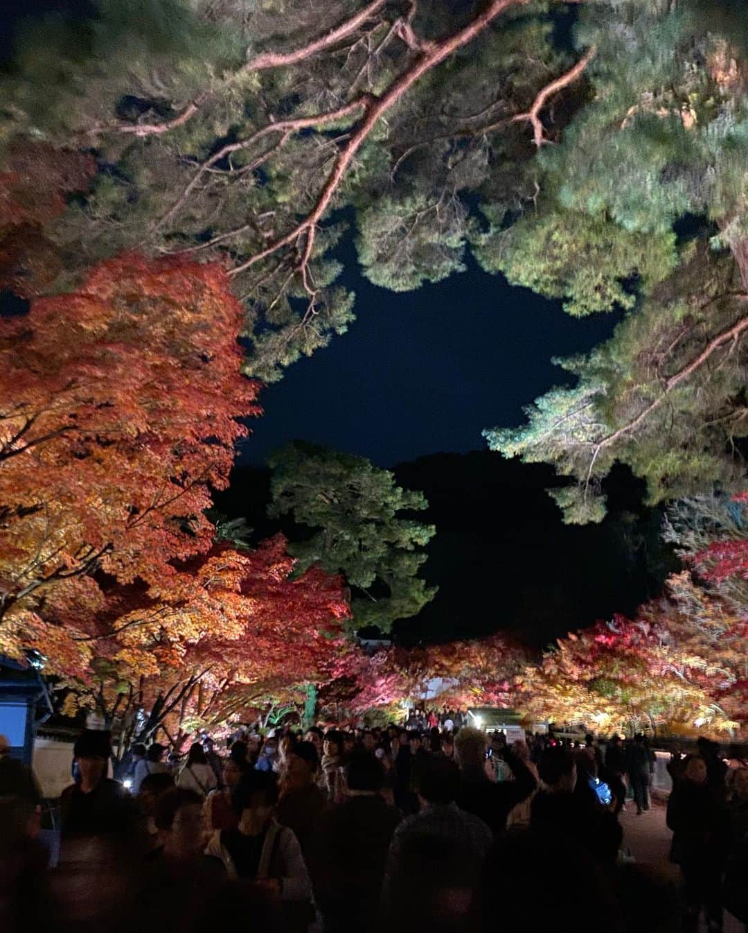 西條 祐也さんのインスタグラム写真 - (西條 祐也Instagram)「Autumn leaves.」12月1日 21時14分 - yuyaman222