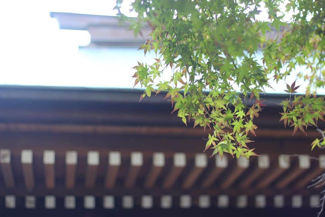 yukaのインスタグラム：「豊橋の紅葉はまだ先🍁 ・ ・ ・ ニュースで県内の紅葉情報が出てたせいか、臨時の駐車場まであって、いつになく来訪者が多くてびっくり！ なのに肝心な紅葉はまだまだ先だった😅 拍子抜けしちゃったけど、 良き散歩だと思ってぐるりと。 ・ 今週はぐっと冷え込むようになったからようやく色付くかな。 ・ #igersjp  #team_jp_ #クラストコ #toyohashiphoto  #豊橋 #普門寺 #もみじ寺」