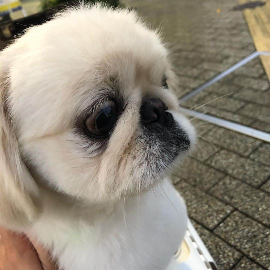 有田優理香のインスタグラム：「ぜっぺきにーず😂  #pekingese #ペキニーズ　#ぺきすたぐらむ #鼻ぺちゃ　#犬界の藤原竜也　#近々またテレビ出るかも🐶」