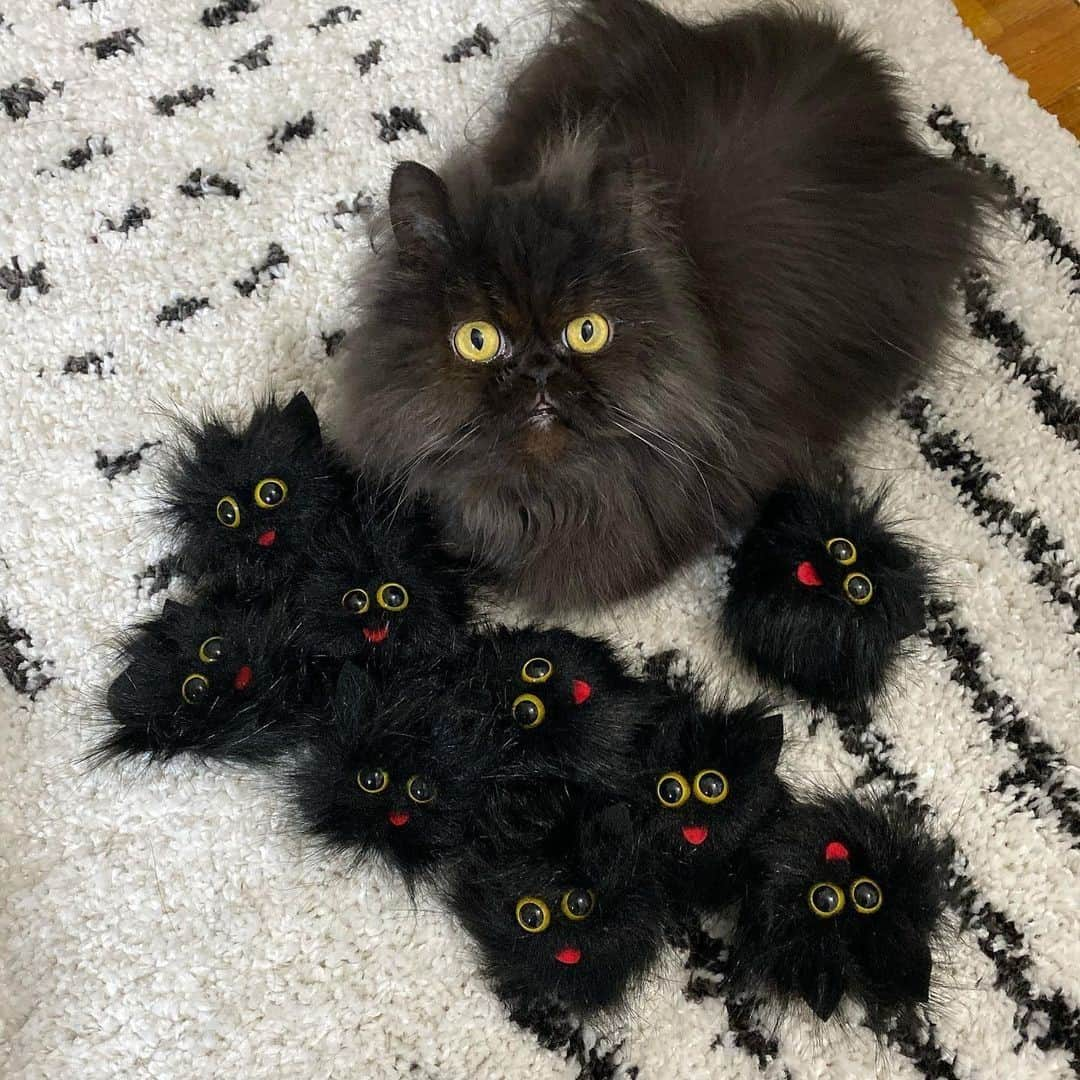 Aww Clubさんのインスタグラム写真 - (Aww ClubInstagram)「I’m guarding my minions.⠀ ⠀ 📷@littlebittyoctober⠀ ⠀ #meowed #littlebittyoctober #blackcat #Persian」12月1日 22時01分 - meowed