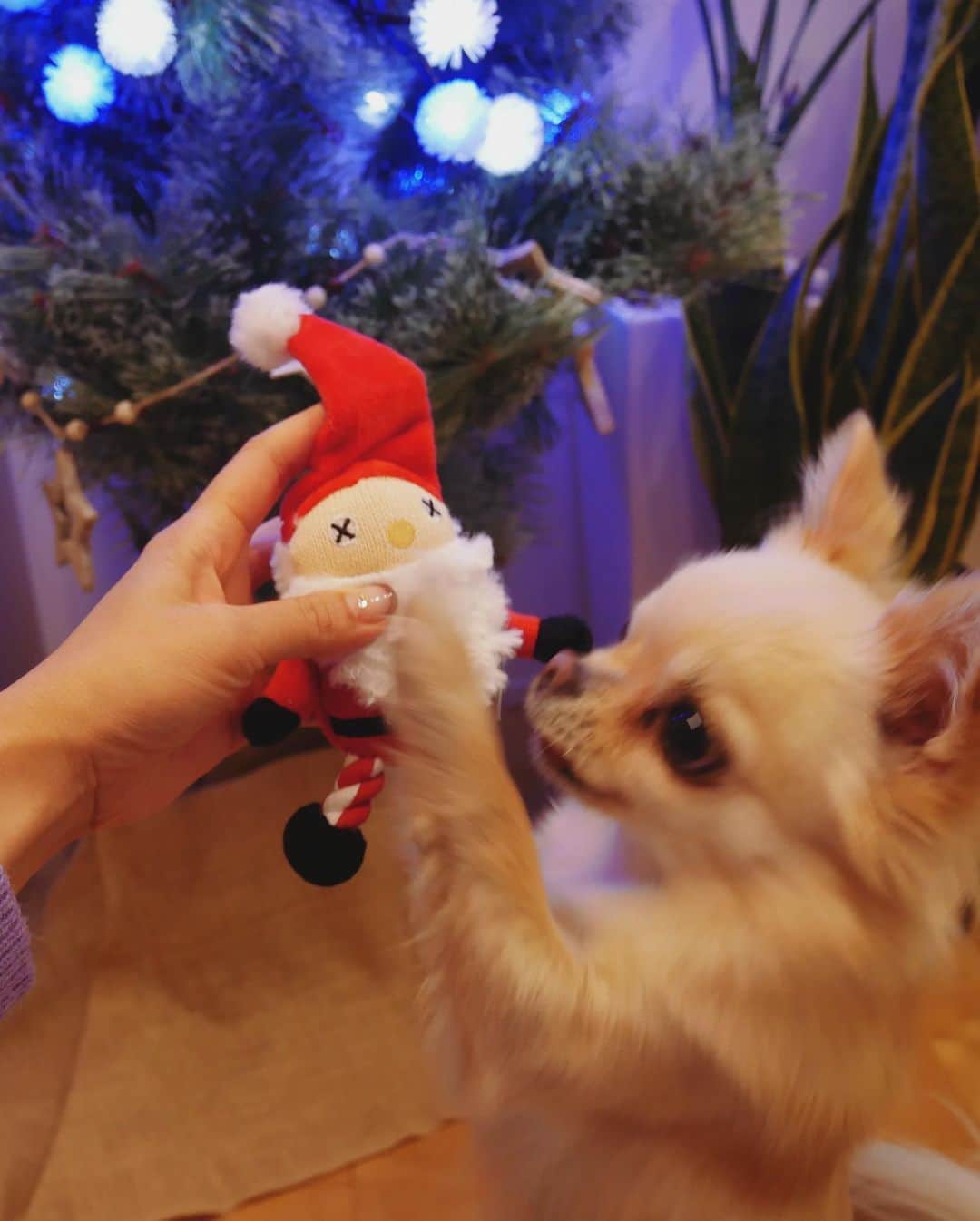 本田朋子さんのインスタグラム写真 - (本田朋子Instagram)「クリスマスツリー。 ナナさんもサンタさんのおもちゃでクリスマス気分を♡  #今日から12月  #クリスマスツリー  #mood  #チワワ #犬のおもちゃ #サンタさんのお腹 #ぴこぴこ鳴って #夢中です」12月1日 22時13分 - tomoko_honda_official_phonics