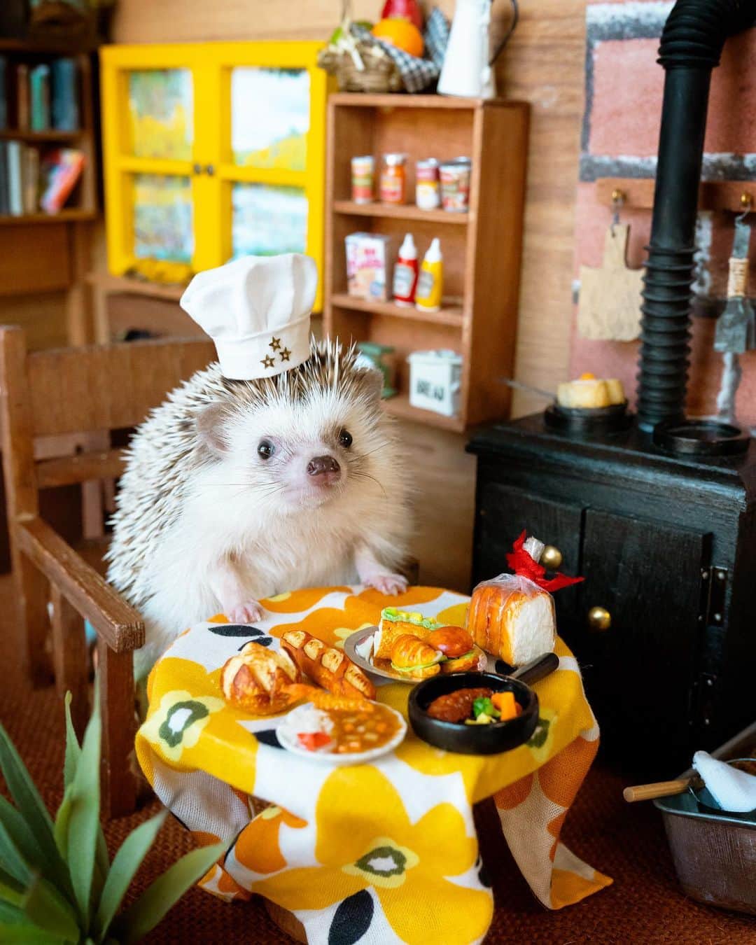 ダーシーのインスタグラム：「Koala’s Kitchen🐨🍳✨  先日の @harinezumi_no_kakurega_kobe さんでの撮影で使った神戸風気まぐれ洋食コース🍔🍖✨  ※注意　料理ではなくシェフ自身が気まぐれです🤫ご堪能あれ🦔👨‍🍳✨」