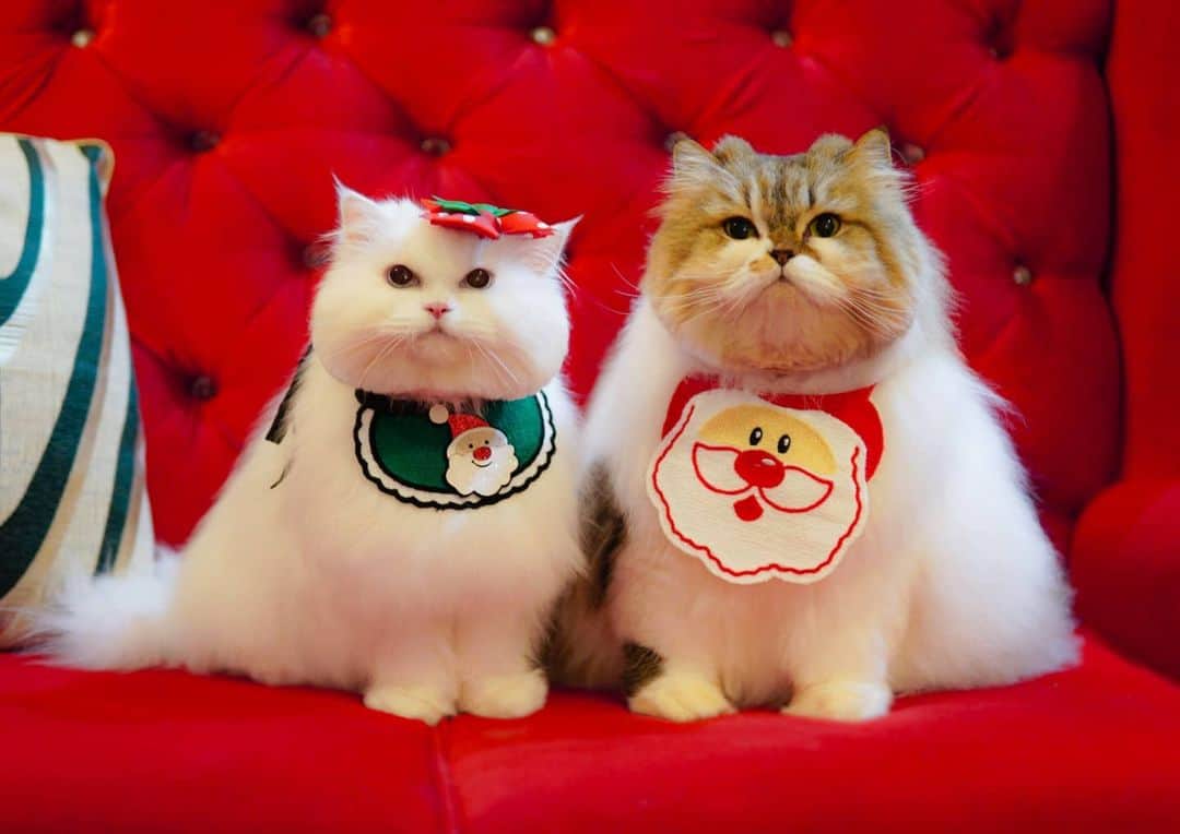 Kenshin & Chloeyのインスタグラム：「🎄Christmas Furballs🧑‍🎄♥️ #favoriteseasonishere」