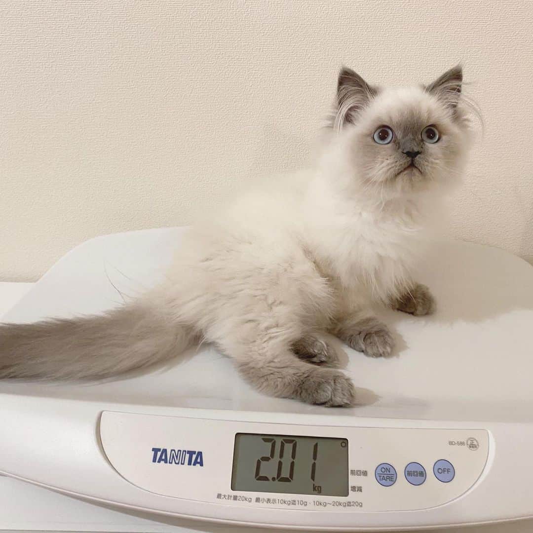 のんたのインスタグラム：「日々のスナップいろいろ ①体重が2kgを超えました㊗️550gしかなかったのになー！ ②仲良しチーム ③のんちゃんとぽるくんでハートマーク♡ ④いつものびびりぼー ⑤やさぐれ白雪姫🍎 ⑥わがままバディのぱんちゃん ⑦エアーズロックになったぼーちゃん ⑧毎朝恒例のハグタイム ⑨体格の差がなくなってきたぼー&ぽる」