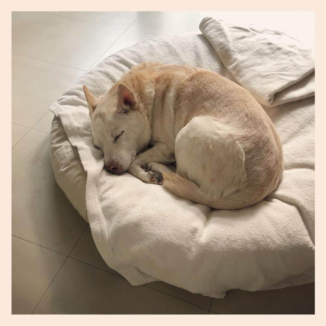 パンといっぴきのインスタグラム：「#元保護犬 #雑種犬 #crossbreed #mixdog #sleepingdog #眠る犬　#キップル14歳」