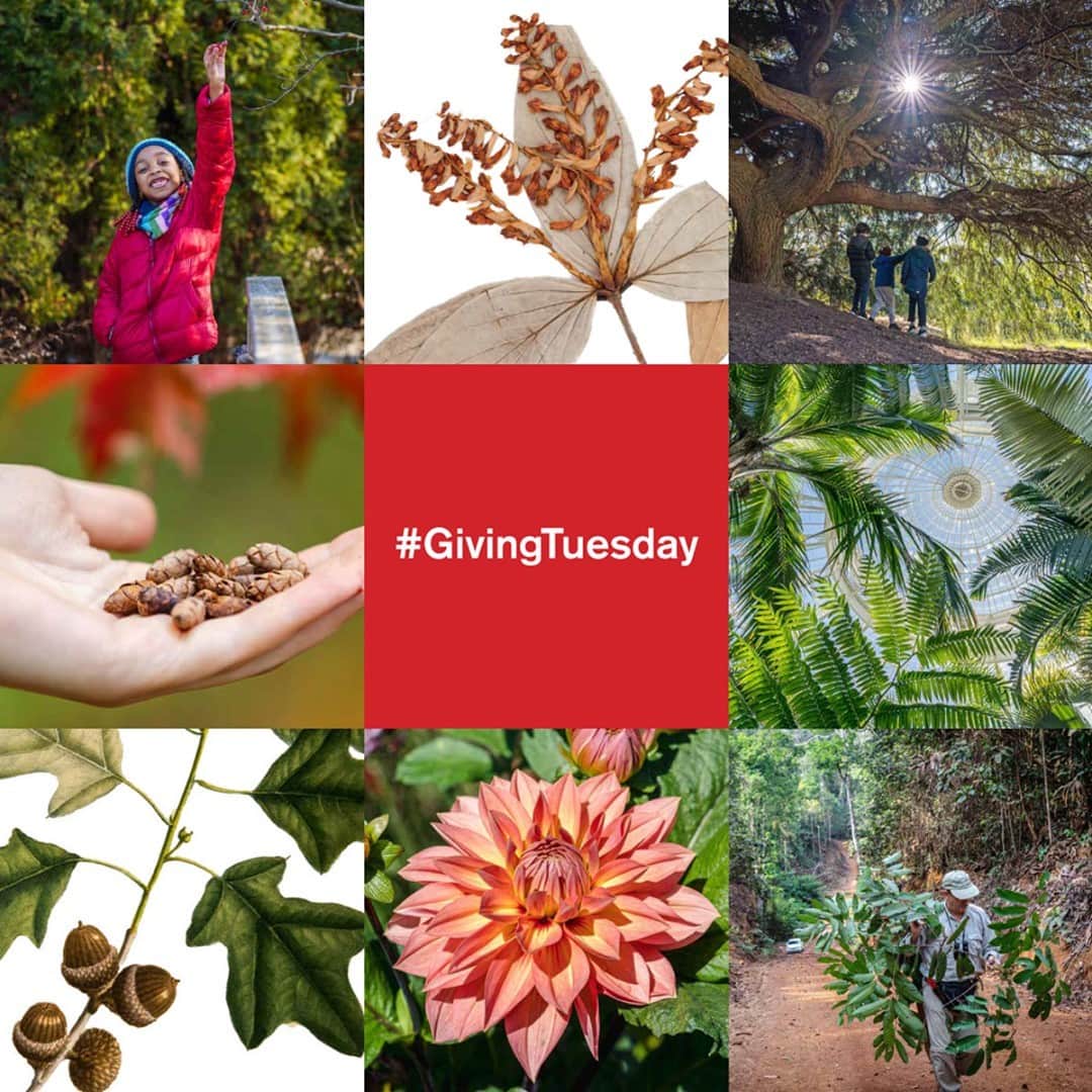 ニューヨーク植物園のインスタグラム：「This year, perhaps more than ever, #GivingTuesday offers an opportunity to reflect on the power of public gardens and green spaces in people’s lives. . Here at NYBG, we've been inspired by the gratitude and appreciation shown by so many when we were able to reopen our gates in July after a nearly five-month closure. Whether it's by becoming a Member, finding your holiday gifts at NYBG Shop, or making a direct donation, we hope you will include NYBG in your plans this #GivingTuesday so that we can continue our important work in research and conservation, education, and horticulture that advances plants as nurturers of human life. Hit the link in our bio to learn more. . #plantlove」