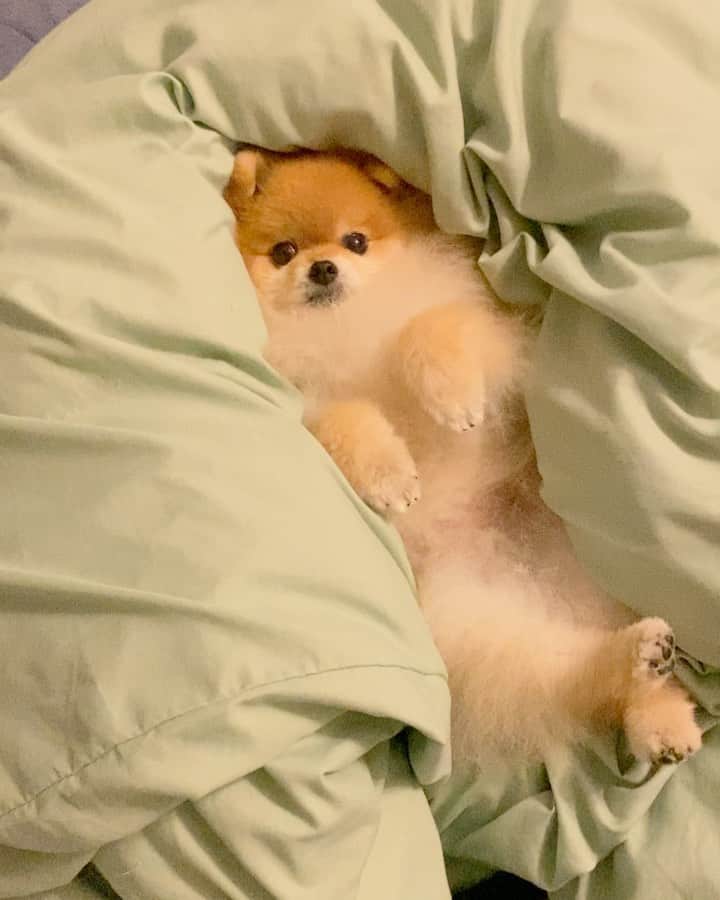 RIO POMEのインスタグラム：「埋もれるタワシ🐶  おやすみなさい⭐  #ポメラニアン #pomeranian  #犬 #dog #dogstagram#doglover #愛犬 #わんこ #ポメラニアン大好き #ポメラニアンが世界一可愛い #pom #ぽめらにあん #ポメ#pomeraniansofinstagram  #pomeranianlove #ふわもこ部 #いぬバカ部 #癒しわんこ#instapic#pomstagram #puppy #dogsofinstagram #cute#cutedog」