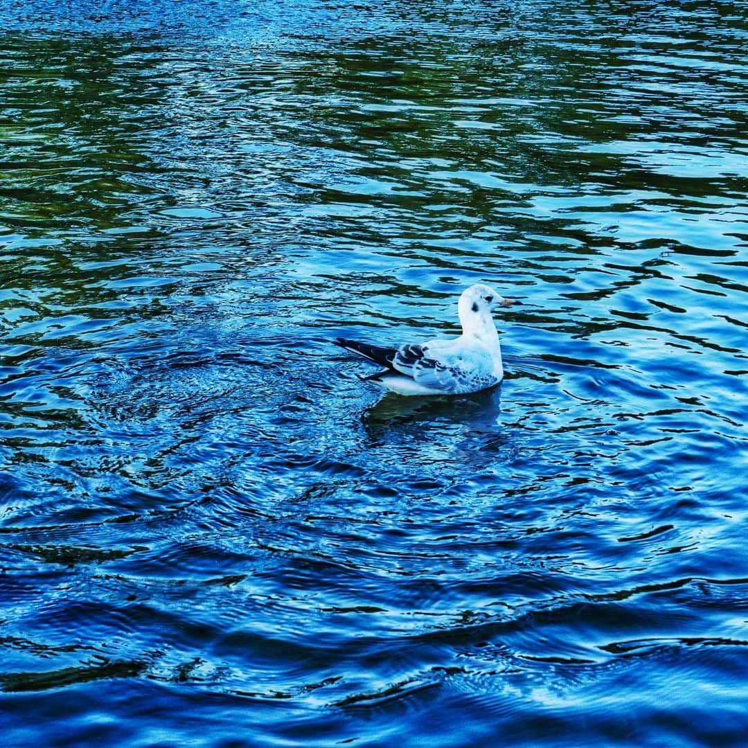 永田薫さんのインスタグラム写真 - (永田薫Instagram)「ライトアップがめちゃ綺麗だったよー❄️  #白鳥庭園 #カメラ好きな人と繋がりたい #一眼レフ #一眼レフ初心者 #永田薫 #平野泰新」12月1日 23時07分 - kaoru_nagata1006