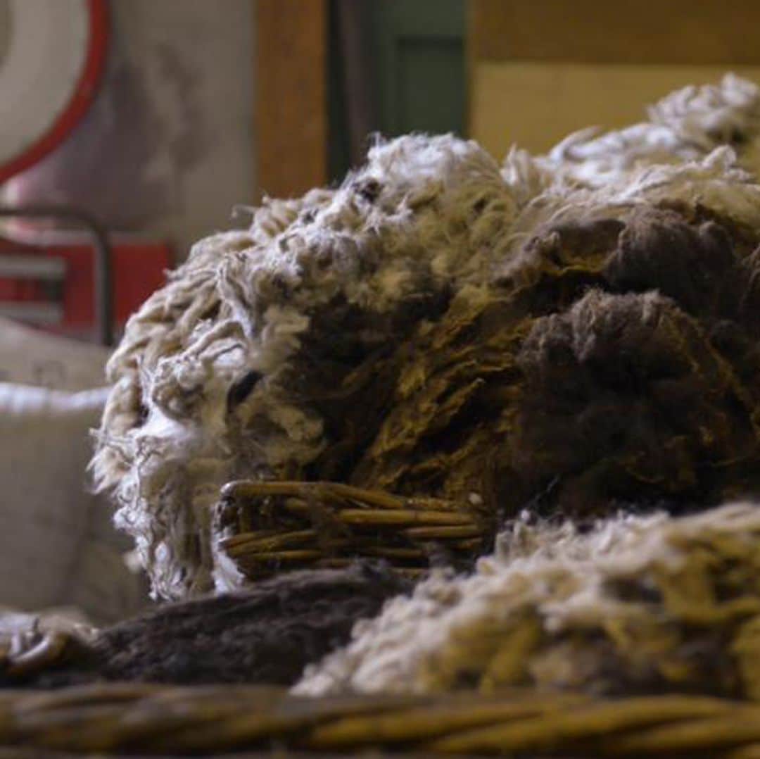 ドーメルさんのインスタグラム写真 - (ドーメルInstagram)「The first step of our production process is to collect the raw material.⁣ We build strong partnerships with carefully selected breeders, who perfectly match our expectations in terms of wool quality, but also in terms of values.⁣ .⁣ .⁣ .⁣ #production #productionprocess #rawwool #greasywool #sorting #luxuryfibre #luxurycloth」12月1日 23時09分 - dormeuil1842