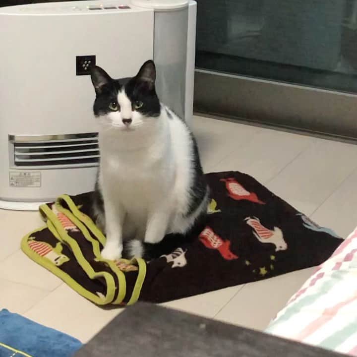 ぽんずのインスタグラム：「だんだん眠くな〜る…  #ねこ#猫#cat#猫好き#親バカ#はちわれ#ハチワレ#はちわれ猫#ハチワレ猫#白黒猫部#にゃんすたぐらむ#ilovecat#猫大好き#うちの猫自慢#白黒猫 #我が家のぽんずくん #ちゅーちゅー妖怪」