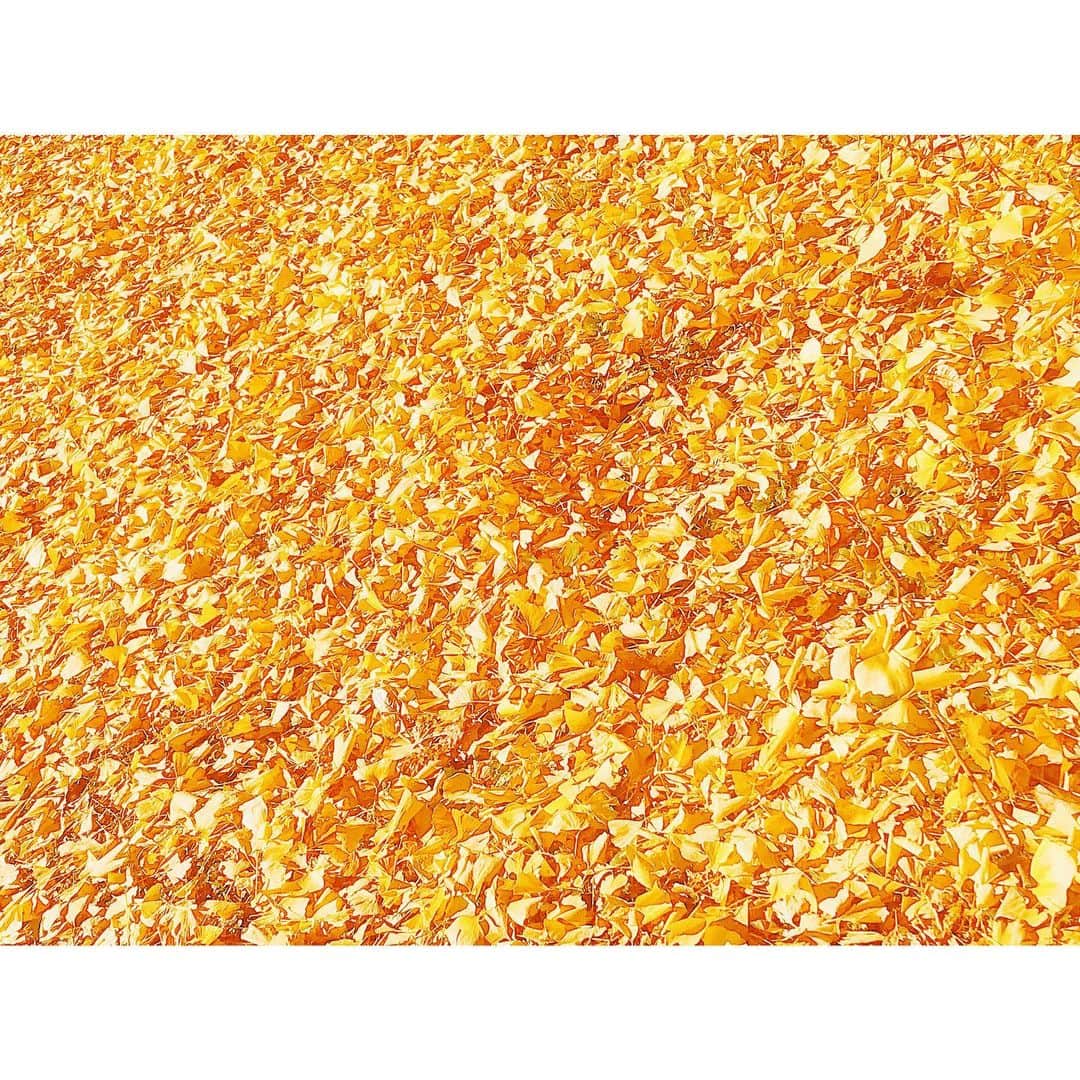 潘めぐみさんのインスタグラム写真 - (潘めぐみInstagram)「黄色い絨毯 . イチョウの絨毯、綺麗でしょ？ . ただいま、火曜日。 . #秋 #イチョウ #銀杏 #黄色 #yellow #落ち葉」12月1日 23時21分 - han_meg_han