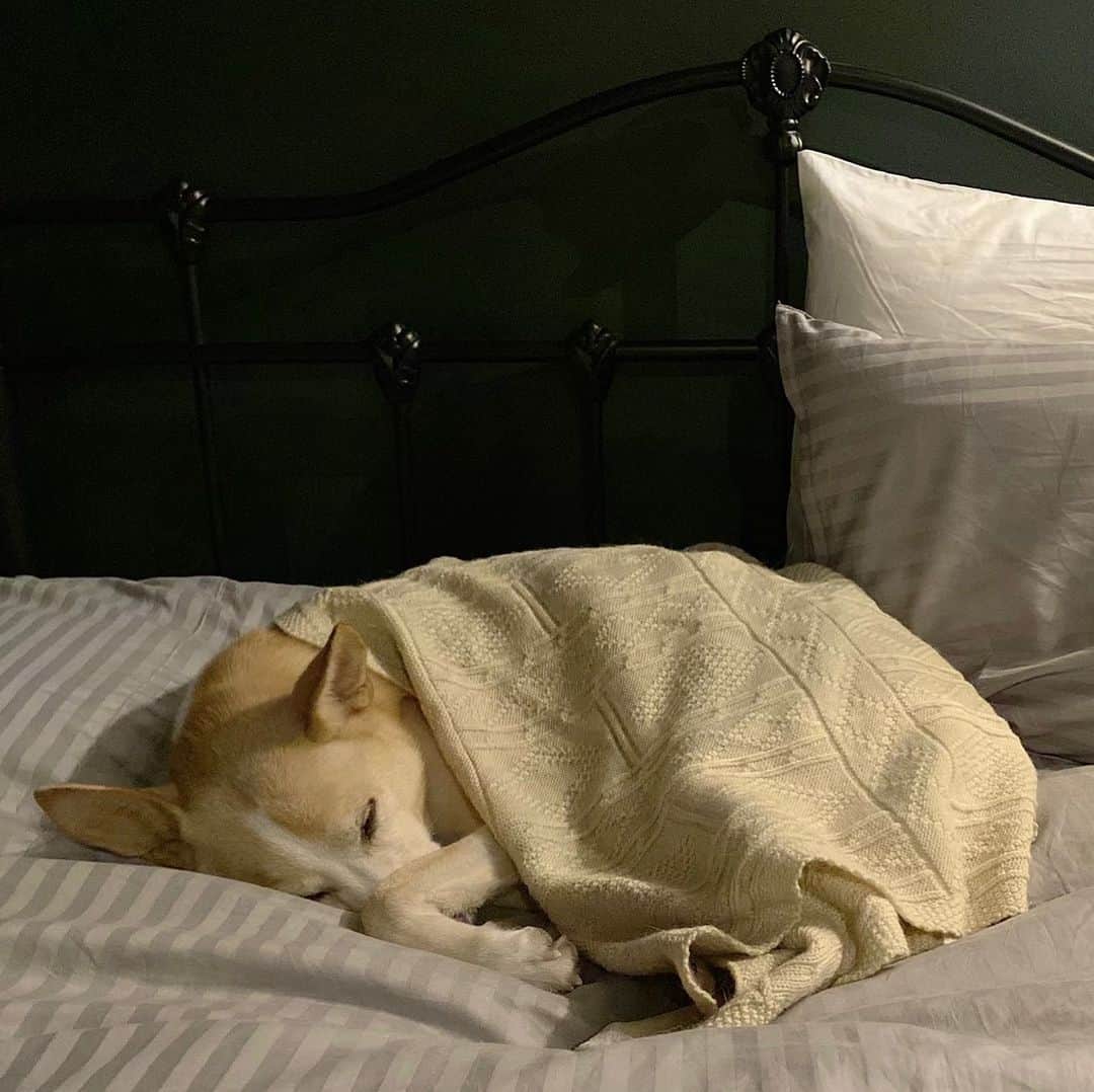 喜国雅彦＆国樹由香さんのインスタグラム写真 - (喜国雅彦＆国樹由香Instagram)「寒がりさんが人間のベッドで丸まって眠っているから、どかせない（由）  #dogstagram #dog #mydog #mygirl #asleep #cute #tonight #tokyo #japan #あばれんぼうなのに #可愛すぎてずるい #雑種犬 #保護犬 #犬 #だいすき」12月1日 23時19分 - kunikikuni