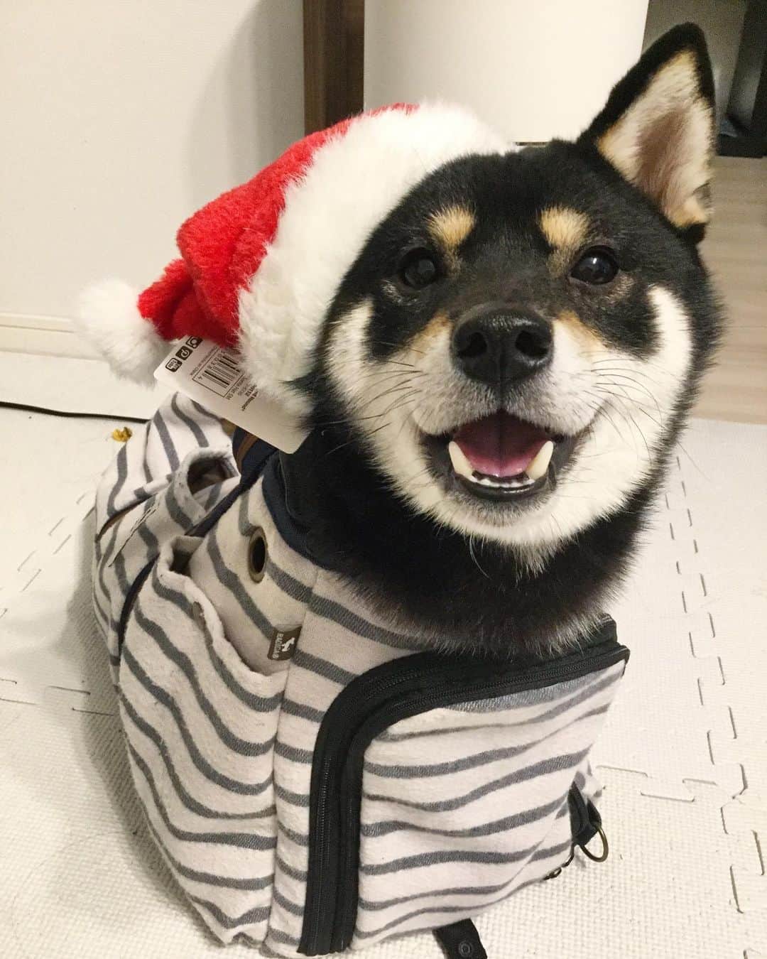まめ丸のインスタグラム：「* * 12月だって🎅 はやいー🐶💦 今月もよろしくねー🐶💓 * in the bag👜🐶💓 * #よくみるとぼうしタグついてる #バッグの中のまめ丸  * #柴犬#豆柴#柴#黒柴#犬#いぬのきもち#shiba#shibainu#shibastagram#shibadog#puppy#instadog#dogstagram#dog#instashiba#petstagram#pet#cutepetclub#강아지#멍스타그램#doglover#ilovemydog#weeklyfluff」