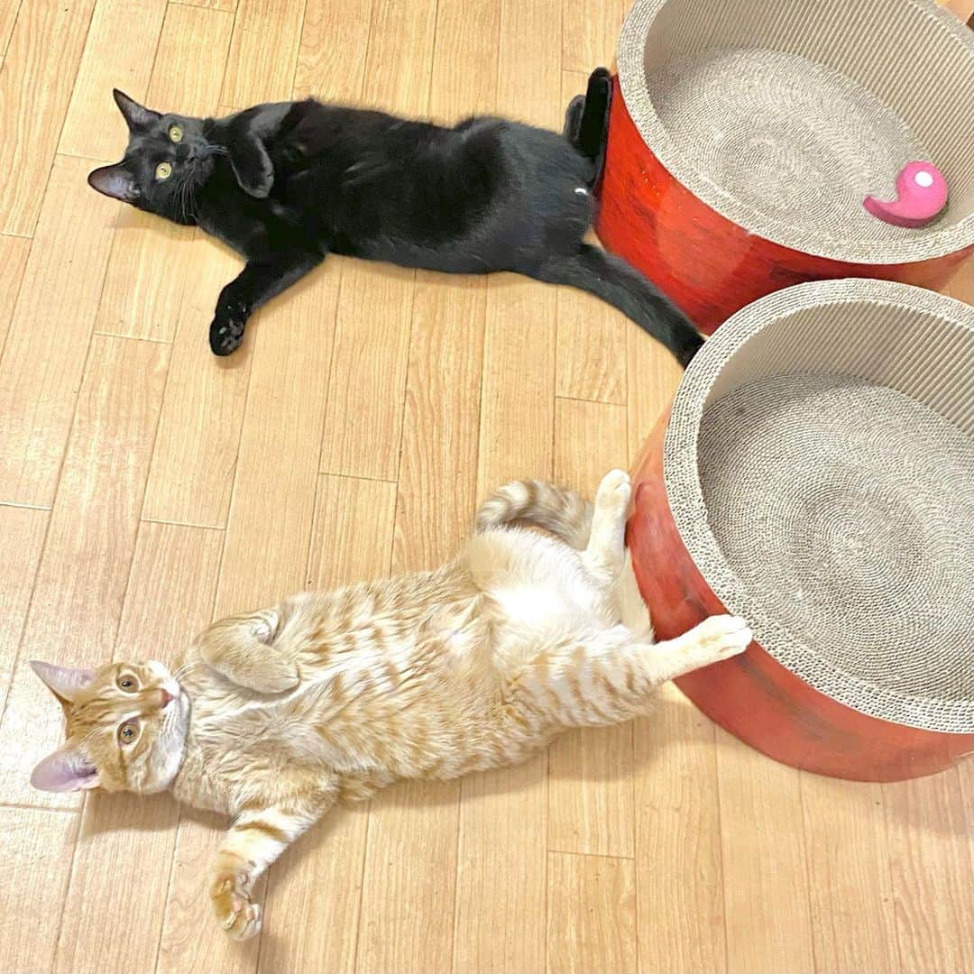 相沢あいのインスタグラム：「爪とぎとしてもベッドとしても使わない兄妹。同じポーズで「これが俺達のやり方」。 _  #ぺーぽん #cat #kitten #catstagram #catsofinstagram #catsagram #子猫 #保護猫 #保護ねこ #ねこ #cat_of_instagram #cat_of_world #catlife #catlover #catlovers #fluffy #fluffycat #にゃんすたぐらむ #ねこすたぐらむ #仔猫 #blackcat #orangecat #黒猫 #茶トラ #猫のいる暮らし #同じポーズ」