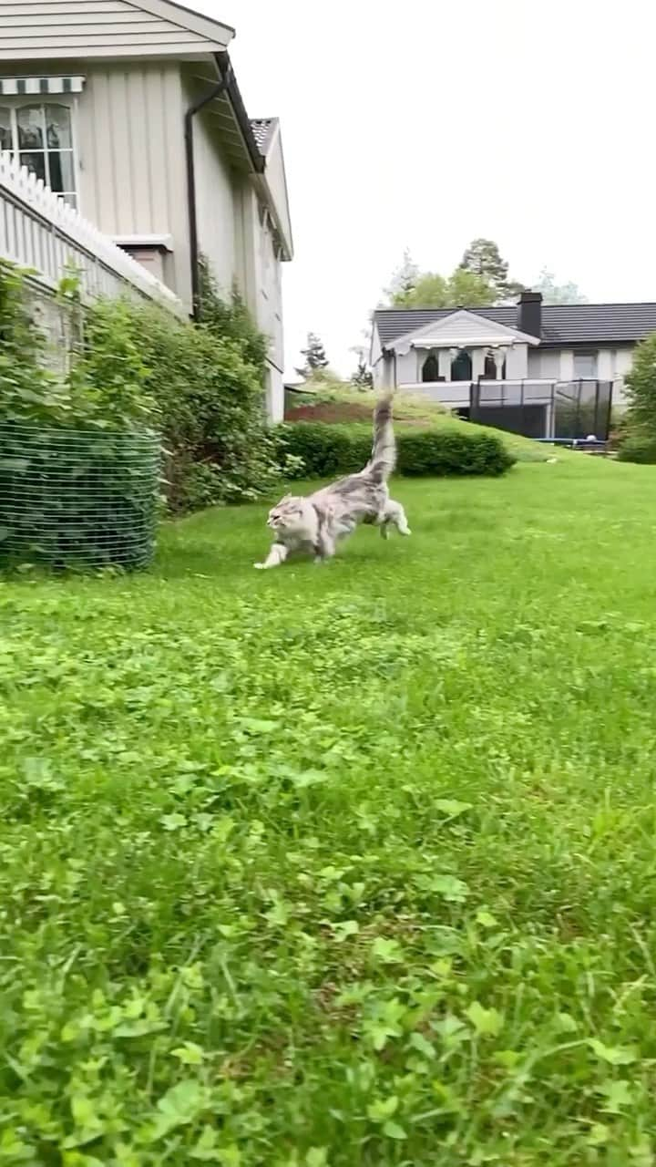 Cats of Instagramのインスタグラム