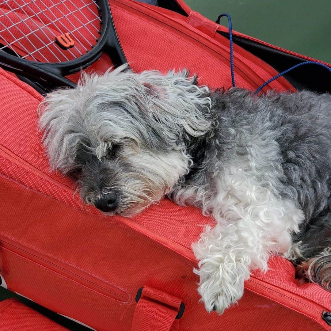 ビーナス・ウィリアムズのインスタグラム：「Harry works so hard on his sleeping. No wonder he’s tired! 🐶❤️❤️🎾💪」