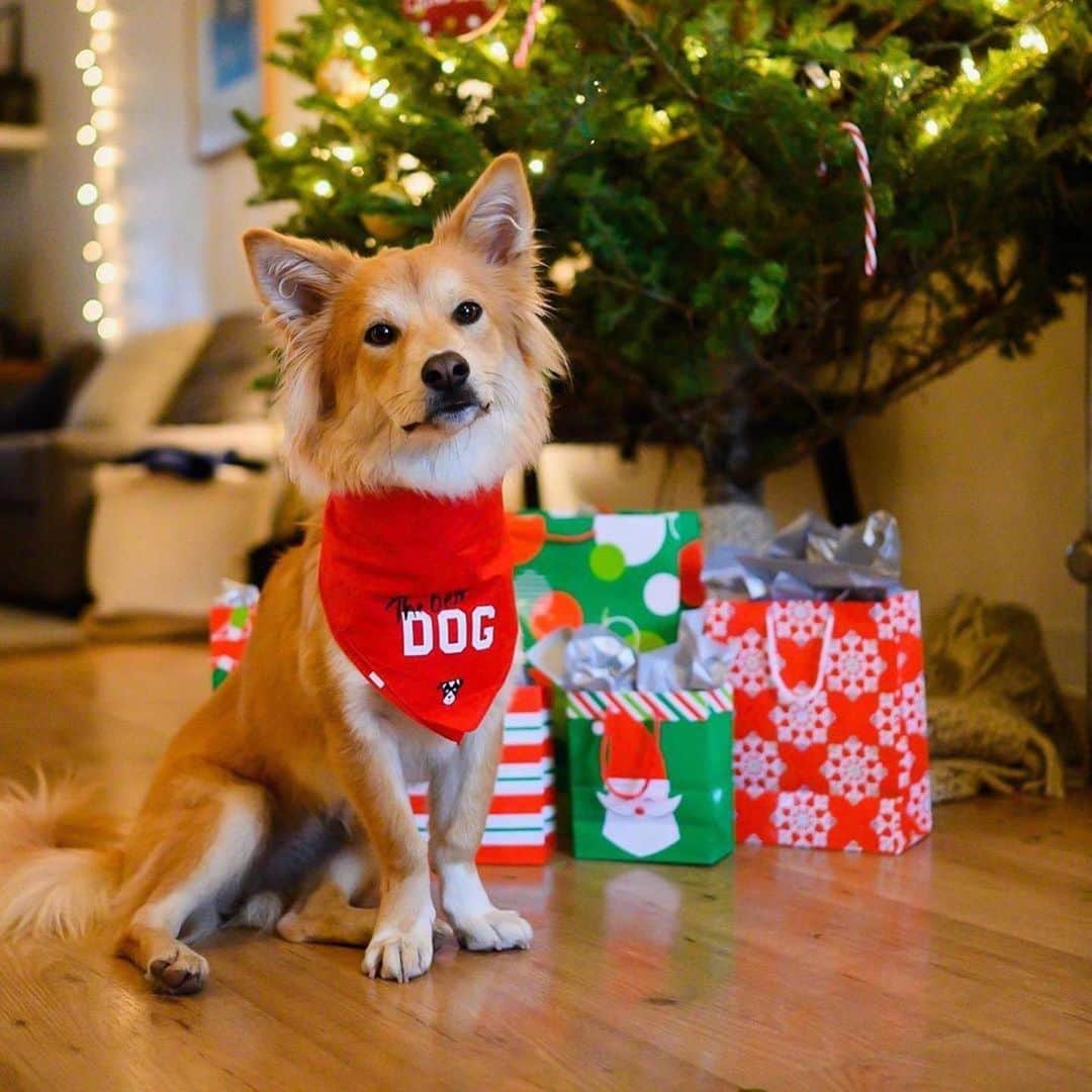 The Dogistさんのインスタグラム写真 - (The DogistInstagram)「It’s officially the holiday season, and you know what that means here at The Dogist? IT’S DOGMAS! Last year, we had an entire month of giveaways on @thedogistshop, but this year, we’re going bigger and better. We’ve teamed up with our favorite brands to create a holiday gift guide for the dog lovers in your life, and we will be giving away goodies ALL MONTH LONG! These giveaways will be taking place on all five channels – @thedogist, @thedogistshop, @chasingelsa, @simonsits & @wafflenugget – so you must be following all channels to win!  We’re kicking off Dogmas with DOGIST MERCH! Yup, you guessed it – we’re giving away items from our limited run apparel drops (aka, items you can’t purchase ever again) to five of YOU. Tag a friend below to enter, and make sure you’re following all accounts! MERRY DOGMAS!」12月1日 23時45分 - thedogist