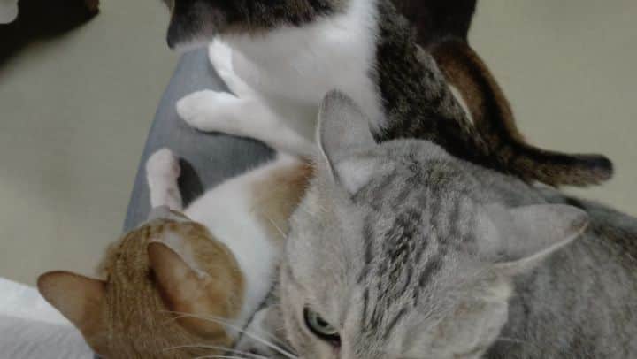 Miaouのインスタグラム：「さすがに無理やわ しぴ #miaou猫部屋の猫たち」