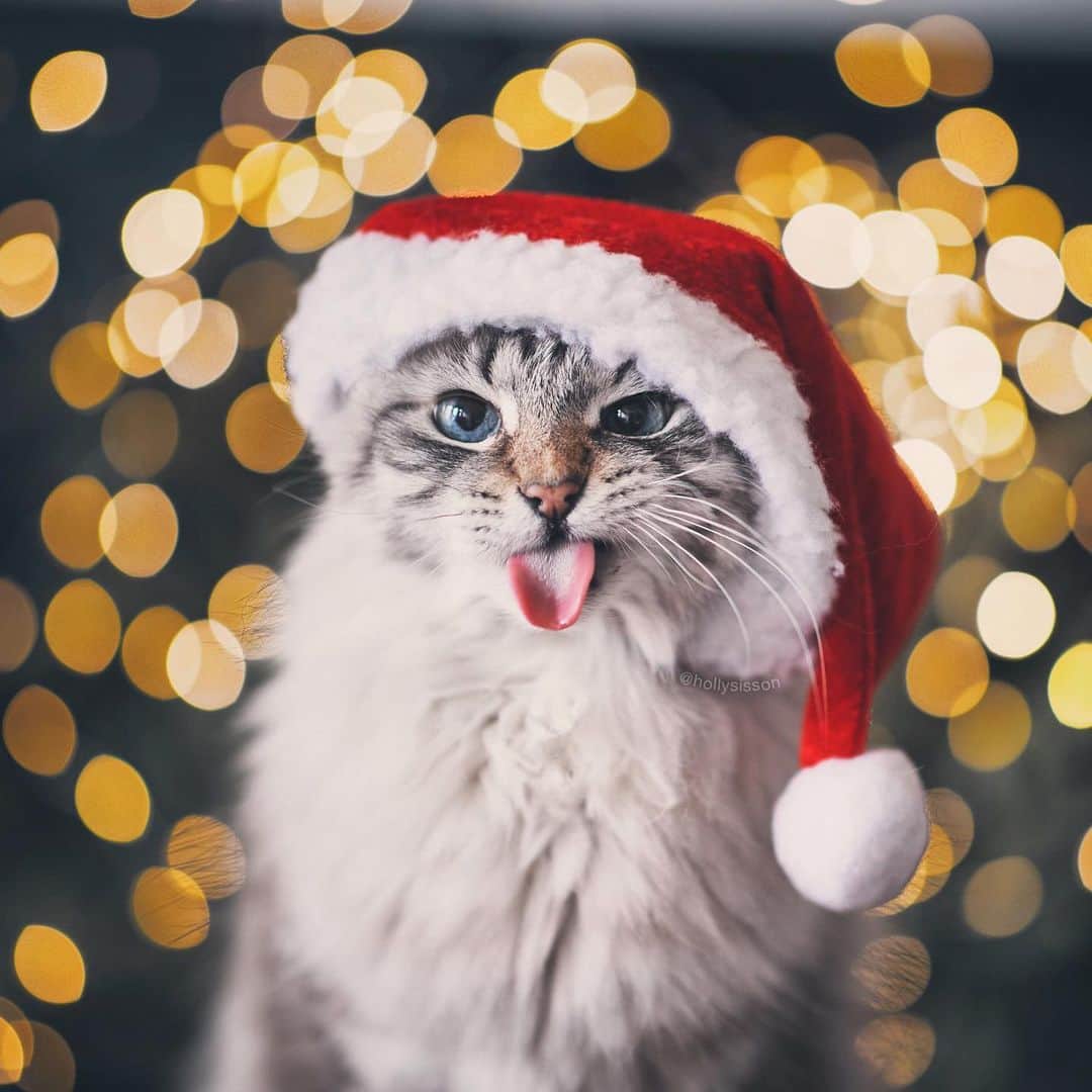 Holly Sissonさんのインスタグラム写真 - (Holly SissonInstagram)「It’s a grumpy “it’s beginning to look a lot like Christmas” #tot today! 😹🎅 #toronto #cat #SiberianCat #santapaws #bokeh #canonR6 (See more of Finnegan, and Oliver, on @pitterpatterfurryfeet)  ~ Canon R6 + 85mm f1.4L @ f1.4 See my bio for full camera equipment information plus info on how I process my images. 😊」12月1日 23時59分 - hollysisson