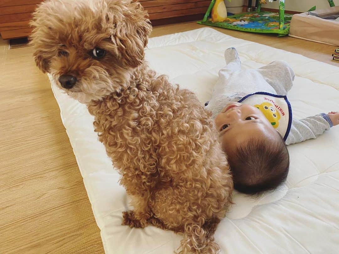 石川龍のインスタグラム：「ものいいたげな表情。 #まめきち #トイプードル #トイプードル女の子  #toypoodle  #toypoodlelove  #toypoodlegram  #トイプードル」