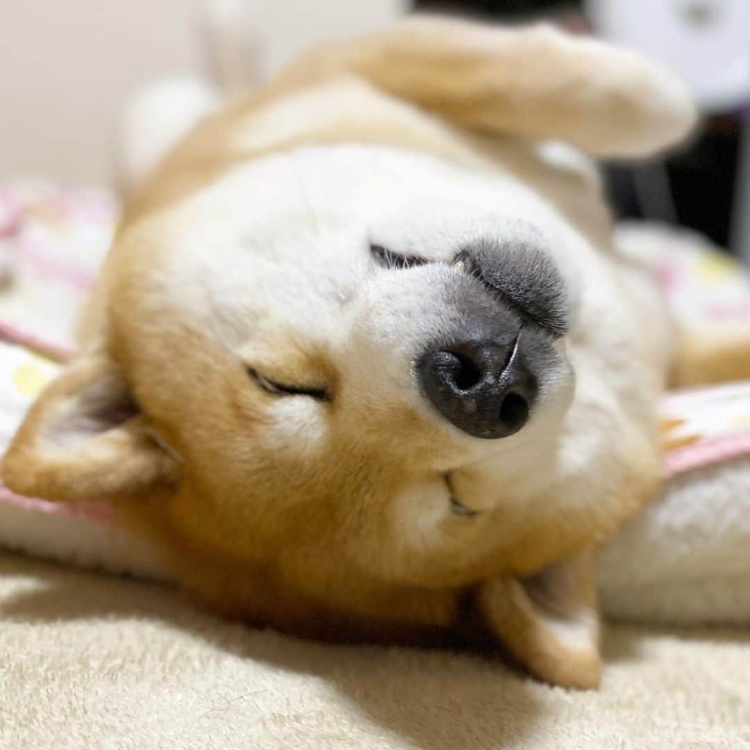 まる（まるたろう）さんのインスタグラム写真 - (まる（まるたろう）Instagram)「Good night!✨🐶☺️💤✨また明日会おうね〜 #あったかくしてね #まるたんぽはまだいらないね #もう少し寒くならないと #あれだし」12月2日 0時09分 - marutaro