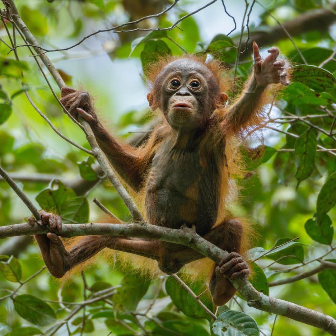 Tim Lamanさんのインスタグラム写真 - (Tim LamanInstagram)「Happy #GivingTuesday everyone!  I’d like to invite you to help Save Wild Orangutans, our critically endangered ape cousins in Borneo by purchasing a print today.  I am donating 100% of profits to the conservation group @SaveWildOrangutans.  Visit my print store at link in bio to find an orangutan print that matches your taste, whether it be: 1) “A Big World to Explore” – a baby orangutan reaches out 2) “That Special Connection” – between mother and baby 3) “King of the Jungle” – a big male in his prime 4) “Entwined Lives” – the orangutan climb, or 5) “Live Streaming – Borneo 2020”  the new whimsical favorite of a young male orangutan peeing that seems perfect as bathroom décor or just as a statement about 2020. - If you can’t afford a print, another way you can help Save Wild Orangutans is to join their online community at the link in bio @SaveWildOrangutans or www.savewildorangutans.org.  For as little as a $5/month contribution, you will receive monthly updates and fresh content from the field and help support the fieldwork in Borneo.  Remember, supporting orangutan conservation helps protect the entire rainforest ecosystem and all its biodiversity in the #GunungPalungNationalPark landscape, one of the best remaining lowland rainforests in all of Borneo (photo #6). Thanks!  - #SaveWildOrangutans #orangutans #borneo #Indonesia #rainforest #nature #wildlife #GivingTuesd」12月2日 0時14分 - timlaman