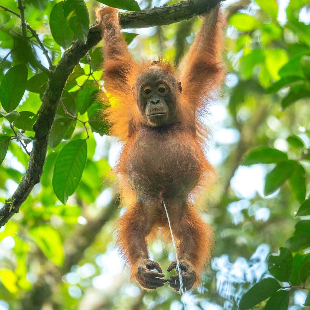 Tim Lamanさんのインスタグラム写真 - (Tim LamanInstagram)「Happy #GivingTuesday everyone!  I’d like to invite you to help Save Wild Orangutans, our critically endangered ape cousins in Borneo by purchasing a print today.  I am donating 100% of profits to the conservation group @SaveWildOrangutans.  Visit my print store at link in bio to find an orangutan print that matches your taste, whether it be: 1) “A Big World to Explore” – a baby orangutan reaches out 2) “That Special Connection” – between mother and baby 3) “King of the Jungle” – a big male in his prime 4) “Entwined Lives” – the orangutan climb, or 5) “Live Streaming – Borneo 2020”  the new whimsical favorite of a young male orangutan peeing that seems perfect as bathroom décor or just as a statement about 2020. - If you can’t afford a print, another way you can help Save Wild Orangutans is to join their online community at the link in bio @SaveWildOrangutans or www.savewildorangutans.org.  For as little as a $5/month contribution, you will receive monthly updates and fresh content from the field and help support the fieldwork in Borneo.  Remember, supporting orangutan conservation helps protect the entire rainforest ecosystem and all its biodiversity in the #GunungPalungNationalPark landscape, one of the best remaining lowland rainforests in all of Borneo (photo #6). Thanks!  - #SaveWildOrangutans #orangutans #borneo #Indonesia #rainforest #nature #wildlife #GivingTuesd」12月2日 0時14分 - timlaman