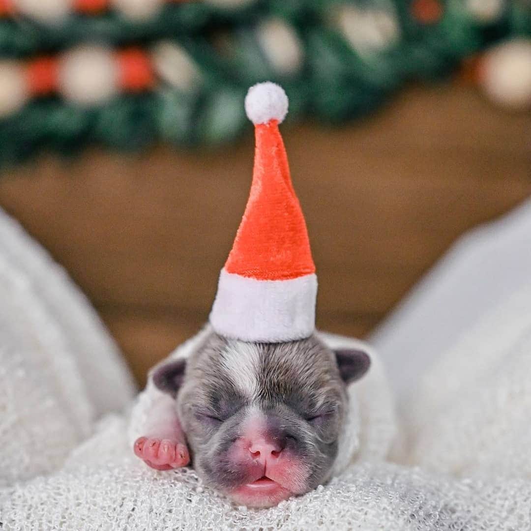 French Bulldogさんのインスタグラム写真 - (French BulldogInstagram)「It’s beginning to look a lot like Christmas 🎵🎄🎅🏼 @maillythefrenchie . . . . . #frenchiesofinstagram #frenchbulldog #frenchie #frenchbulldogsofinstagram #frenchies1 #mycutestfrenchie #mycutedog #dogs #puppylove #puppylife #puppyoftheday #frenchiepuppy #bluepiedfrenchie #santa #christmas #dogsofinsta #frenchieworld #frenchiesociety #frenchbulldogpuppies #frenchbulldog_feature #frenchiephotos #frenchiestagram #frenchbulldogworld #christmaspuppy #christmaspup #frenchieistok」12月2日 1時01分 - frenchie.world