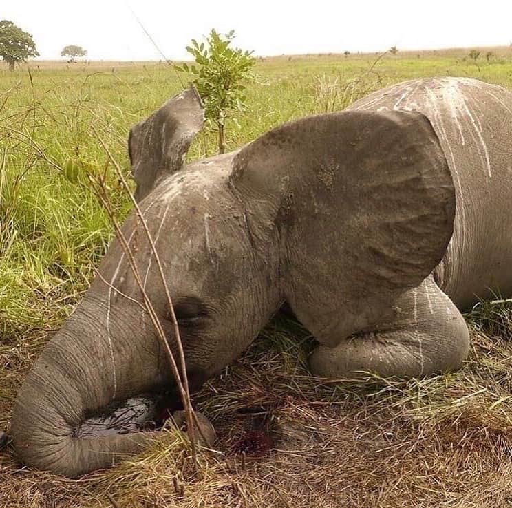 ピーター・ディンクレイジさんのインスタグラム写真 - (ピーター・ディンクレイジInstagram)「LET’S EXPOSE THE TRUTH BEHIND ELEPHANT POACHING! (LINK IN BIO FOR MORE INFORMATION @peterdinklage 🤏🤏🤏)  AN ESTIMATED 100 AFRICAN ELEPHANTS ARE BRUTALLY SLAUGHTERED EACH DAY BY POACHERS SEEKING IVORY, MEAT AND BODY PARTS, LEAVING ONLY 40,000 REMAINING..  Elephant numbers have DROPPED  by 62% over the last decade, and they could be mostly extinct by the end of the next decade 👉  LINK IN BIO first more info! @peterdinklage 👈  The demand for ivory in the Far East is the primary driver of the savage killing of elephants.  We need all your help to save our elephants and prevent them from going extinct..  For each save our elephants necklace sold we will be donating directly to Elephant charities in Africa.  THIS WILL GO TOWARDS: *  Securing a future for elephants and work to sustain the areas in which they live * Creating a sustainable future for elephants by supporting “conservation, education, research and management programs worldwide * Working with community members to help take care of the elephants  LINK IN BIO FOR MORE INFORMATION! @peterdinklage 🤏🤏🤏」12月2日 1時15分 - peterdinklage