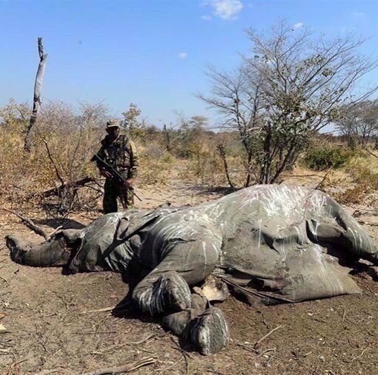 ピーター・ディンクレイジさんのインスタグラム写真 - (ピーター・ディンクレイジInstagram)「LET’S EXPOSE THE TRUTH BEHIND ELEPHANT POACHING! (LINK IN BIO FOR MORE INFORMATION @peterdinklage 🤏🤏🤏)  AN ESTIMATED 100 AFRICAN ELEPHANTS ARE BRUTALLY SLAUGHTERED EACH DAY BY POACHERS SEEKING IVORY, MEAT AND BODY PARTS, LEAVING ONLY 40,000 REMAINING..  Elephant numbers have DROPPED  by 62% over the last decade, and they could be mostly extinct by the end of the next decade 👉  LINK IN BIO first more info! @peterdinklage 👈  The demand for ivory in the Far East is the primary driver of the savage killing of elephants.  We need all your help to save our elephants and prevent them from going extinct..  For each save our elephants necklace sold we will be donating directly to Elephant charities in Africa.  THIS WILL GO TOWARDS: *  Securing a future for elephants and work to sustain the areas in which they live * Creating a sustainable future for elephants by supporting “conservation, education, research and management programs worldwide * Working with community members to help take care of the elephants  LINK IN BIO FOR MORE INFORMATION! @peterdinklage 🤏🤏🤏」12月2日 1時15分 - peterdinklage