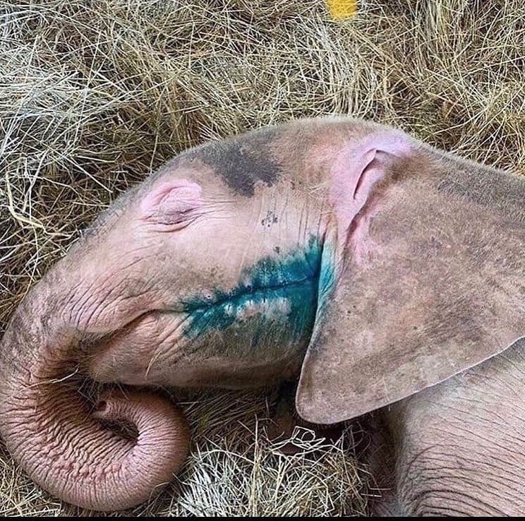 ピーター・ディンクレイジのインスタグラム：「LET’S EXPOSE THE TRUTH BEHIND ELEPHANT POACHING! (LINK IN BIO FOR MORE INFORMATION @peterdinklage 🤏🤏🤏)  AN ESTIMATED 100 AFRICAN ELEPHANTS ARE BRUTALLY SLAUGHTERED EACH DAY BY POACHERS SEEKING IVORY, MEAT AND BODY PARTS, LEAVING ONLY 40,000 REMAINING..  Elephant numbers have DROPPED  by 62% over the last decade, and they could be mostly extinct by the end of the next decade 👉  LINK IN BIO first more info! @peterdinklage 👈  The demand for ivory in the Far East is the primary driver of the savage killing of elephants.  We need all your help to save our elephants and prevent them from going extinct..  For each save our elephants necklace sold we will be donating directly to Elephant charities in Africa.  THIS WILL GO TOWARDS: *  Securing a future for elephants and work to sustain the areas in which they live * Creating a sustainable future for elephants by supporting “conservation, education, research and management programs worldwide * Working with community members to help take care of the elephants  LINK IN BIO FOR MORE INFORMATION! @peterdinklage 🤏🤏🤏」