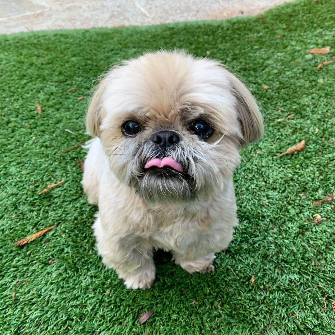 のインスタグラム：「Tongue out Tuesday 🐶」