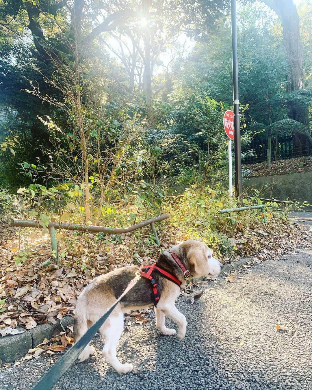 坂本美雨さんのインスタグラム写真 - (坂本美雨Instagram)「ミグノンのお散歩ボランティアを始めた頃、ツイキャスでひたすらお散歩を配信してたなぁ。 なんでなんだろう。画質も悪かったし夜のお散歩なんか真っ暗だったのにわりと見てくださってる方がいた笑。ぽつぽつと思ってることをしゃべって、あれっていい時間だったな。  今朝ふと思い出して、カンちゃんのお散歩をインスタライブしてみた。見てくださった方ありがとう🐕  明治神宮付近の空気が澄んでいて、心安らぐ朝でした。  #ミグノン #保護犬 #里親募集中 #お散歩ボランティア @petmignon」12月2日 1時40分 - miu_sakamoto
