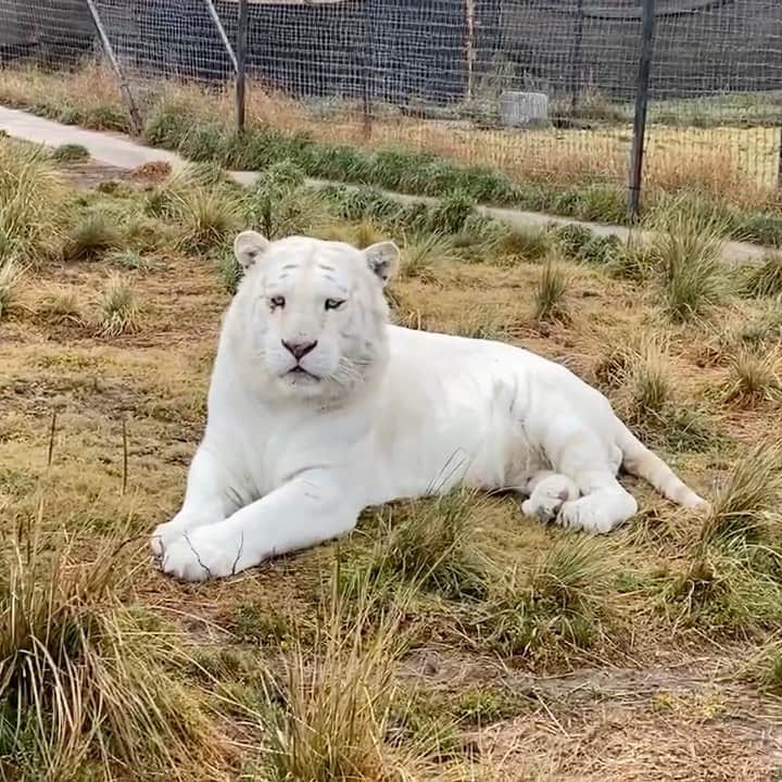 Black Jaguar-White Tiger のインスタグラム