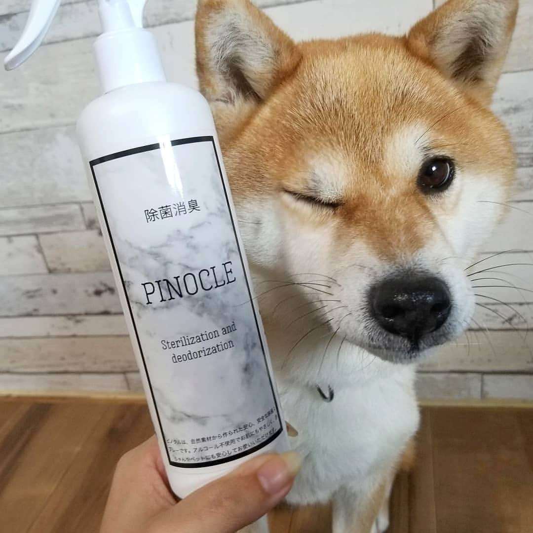 柴犬たま Shibainu Tamaのインスタグラム