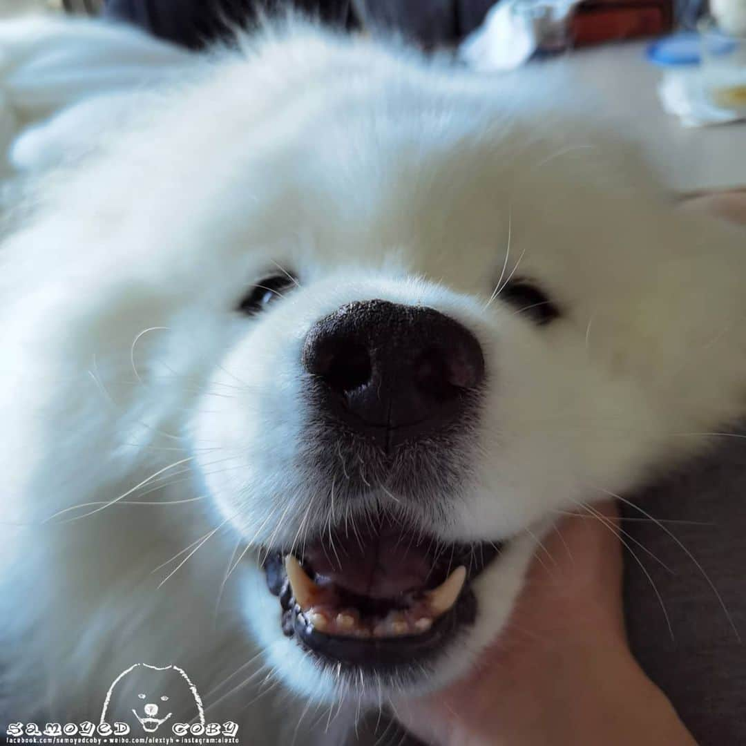 Alex Toのインスタグラム：「😛😛😛 #cute #dog #doglover #dogsofinstagram #dogoftheday #dogofthedayjp #dogstagram #fluffy #hkig #hongkong #ilovemydog #instadog #instagood #instamood #instagraphy #instapic #samoyedoninstagram #pet #petlovers #petsofinstagram #petstagram #photooftheday #puppy #pupsofinstagram #samoyed #samoyedsofinstagram #webstagram #犬 #サモエド」