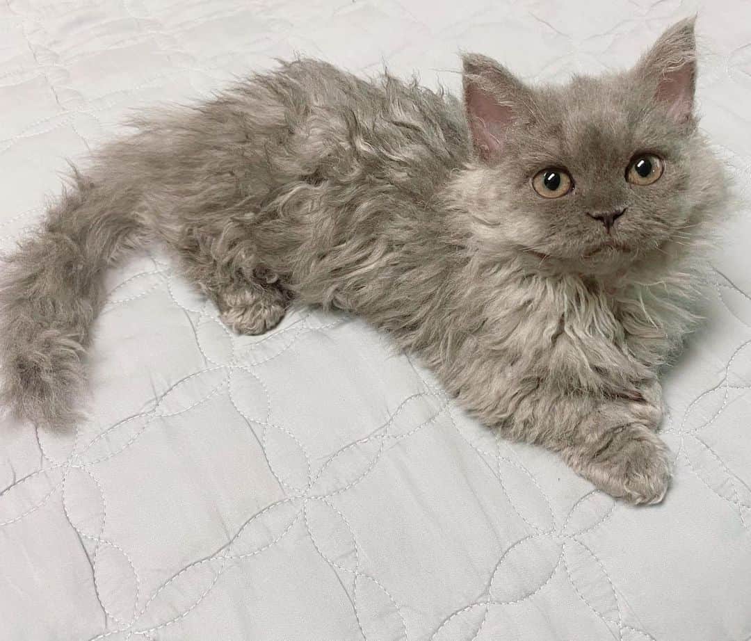 ユナのインスタグラム：「_우리집 막냉이 추추 🧡」