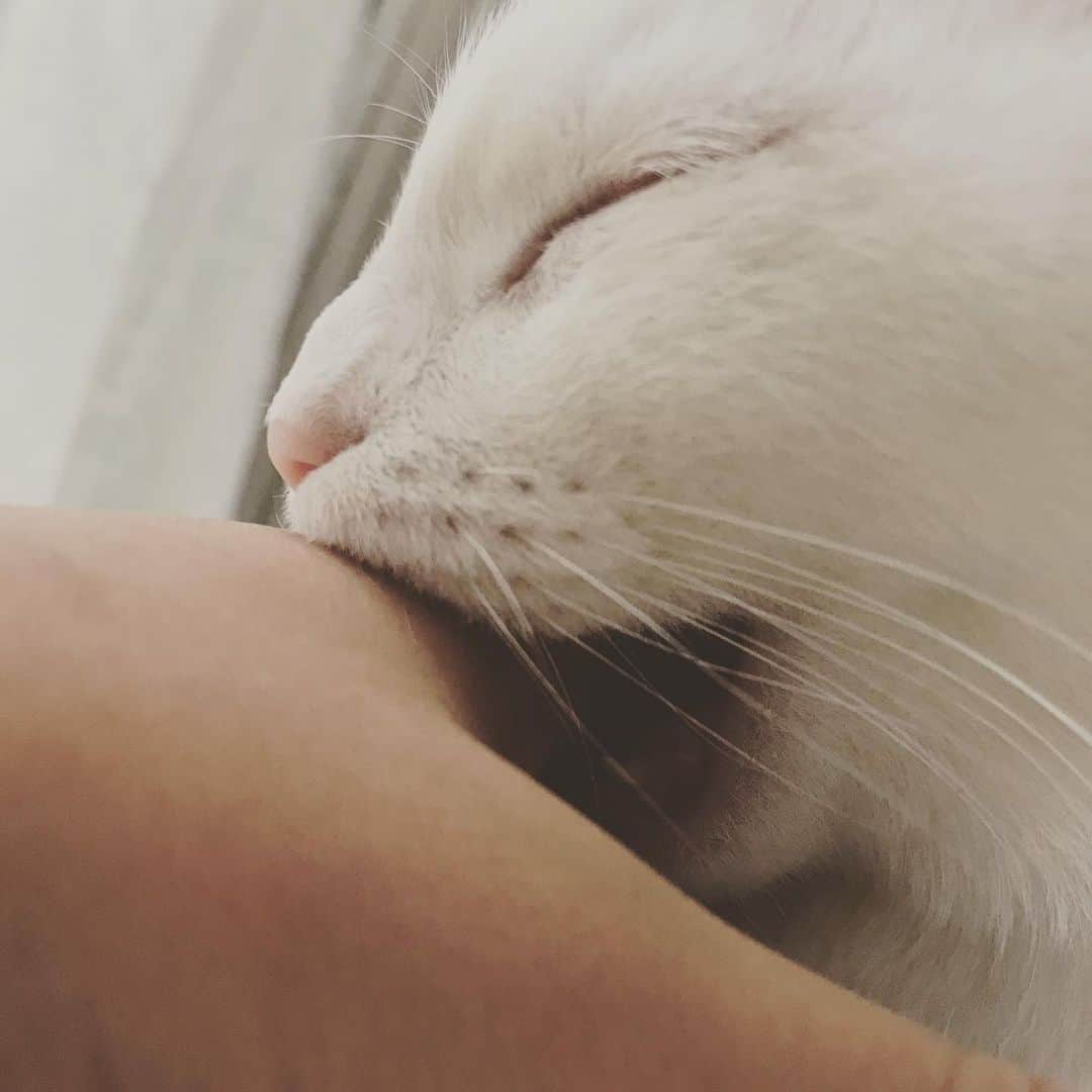 彩さんのインスタグラム写真 - (彩Instagram)「猫の噛み癖が凄すぎて常に手がやばい。 今日は噛みながら寝た。」12月2日 12時04分 - aya_the_little_black